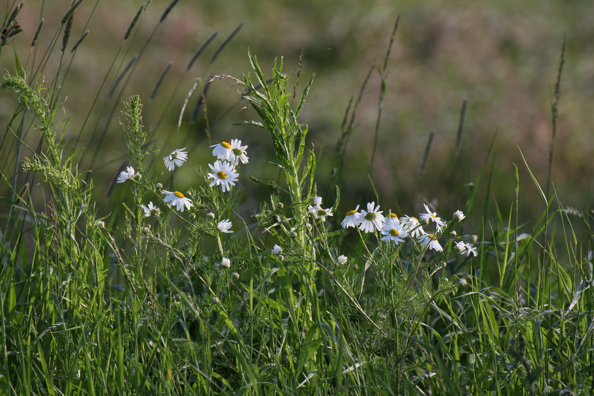 Tamron SP 35mm F1.8 Di VC USD sample photo. Flowers in sunset photography