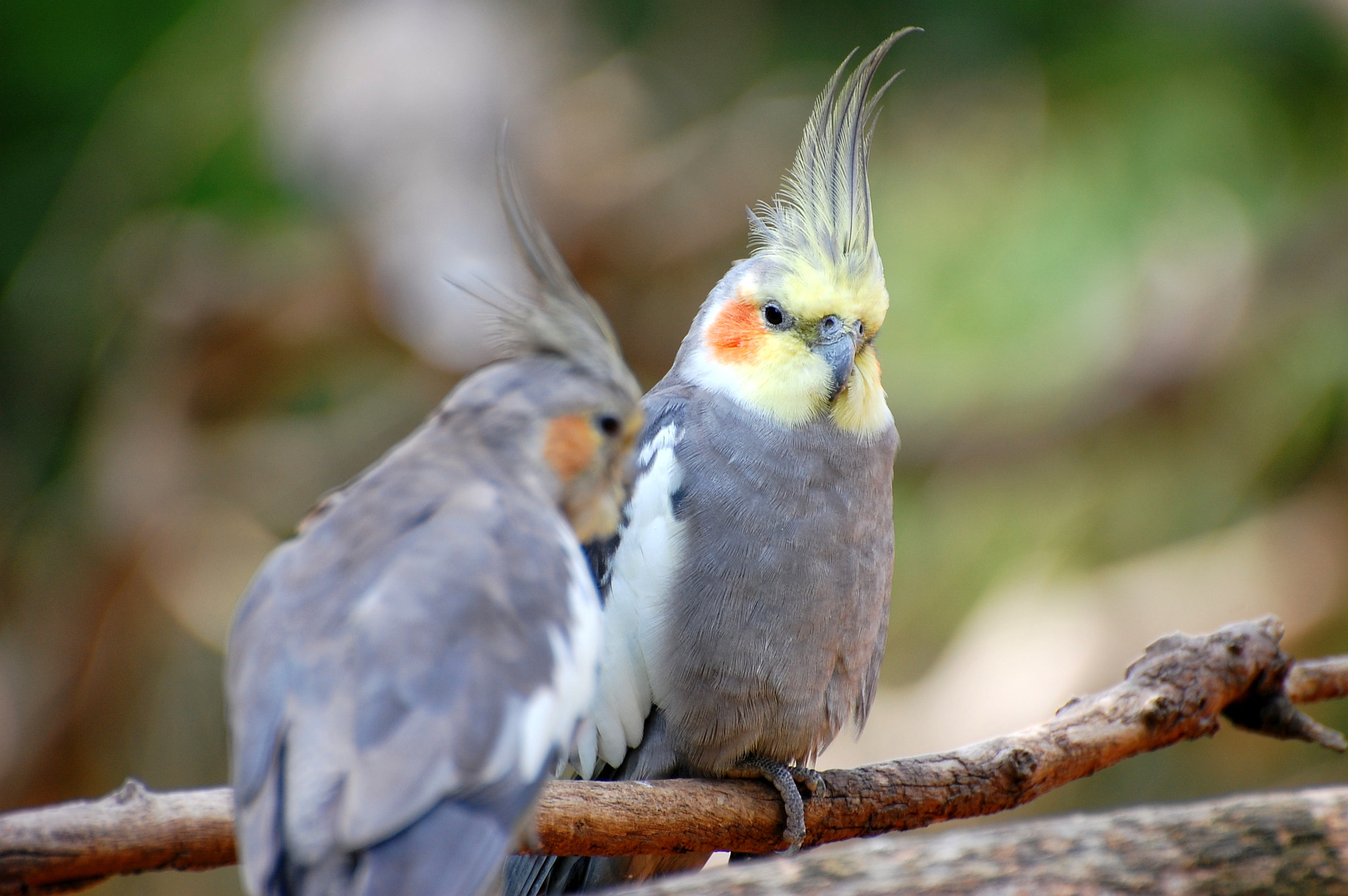 Nikon D40 sample photo. Birds photography