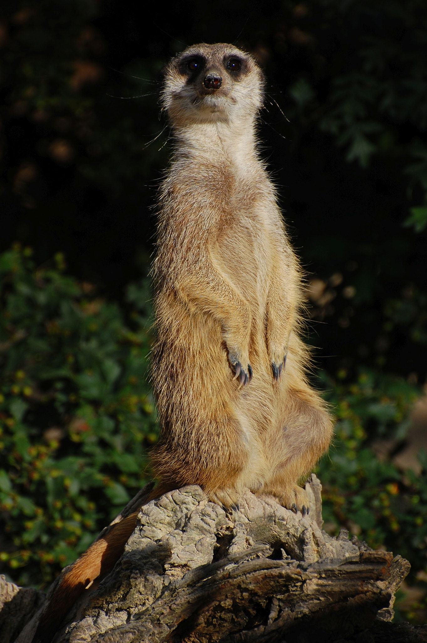Nikon D40 sample photo. Meercat on the lookout photography