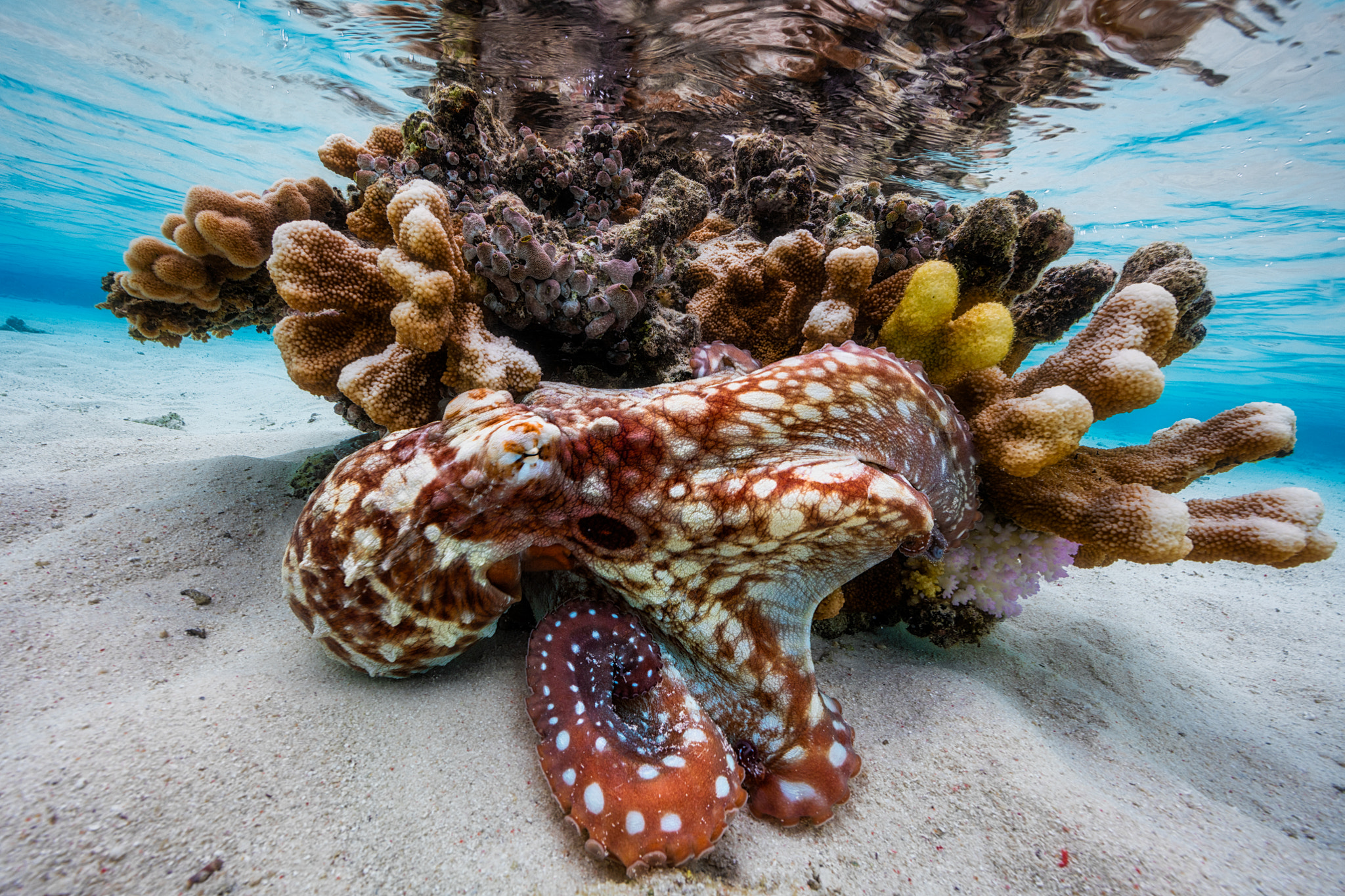 Canon EOS 5DS + Canon EF 14mm F2.8L II USM sample photo. Octopus photography