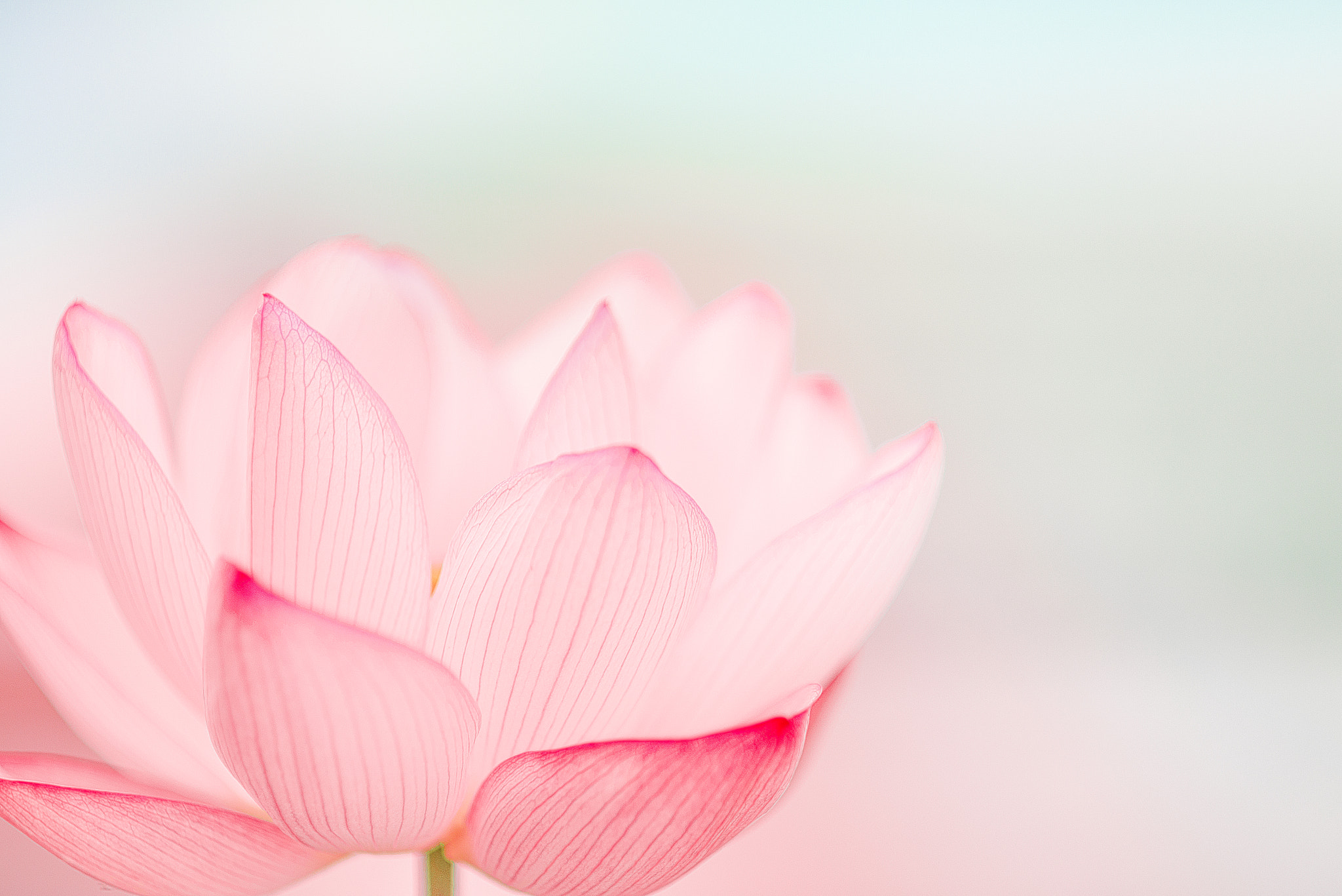 AF DC-Nikkor 135mm f/2D sample photo. Lotus photography