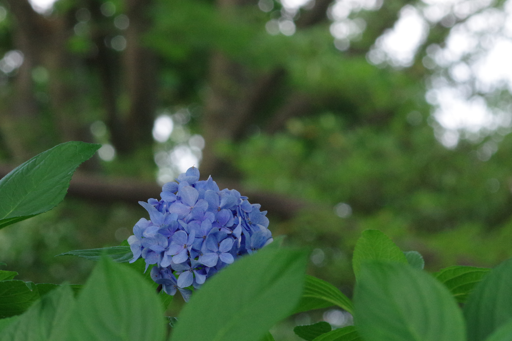 Pentax K-3 + Pentax smc DA* 200mm F2.8 ED (IF) SDM sample photo. Blue purple is the color of happiness which i've found here... photography