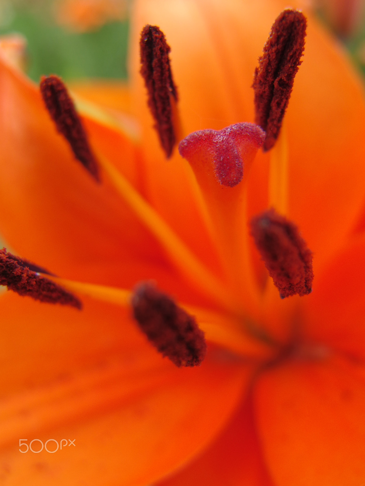 PENTAX RICOH IMAGING PENTAX MX-1 sample photo. Lily flower photography