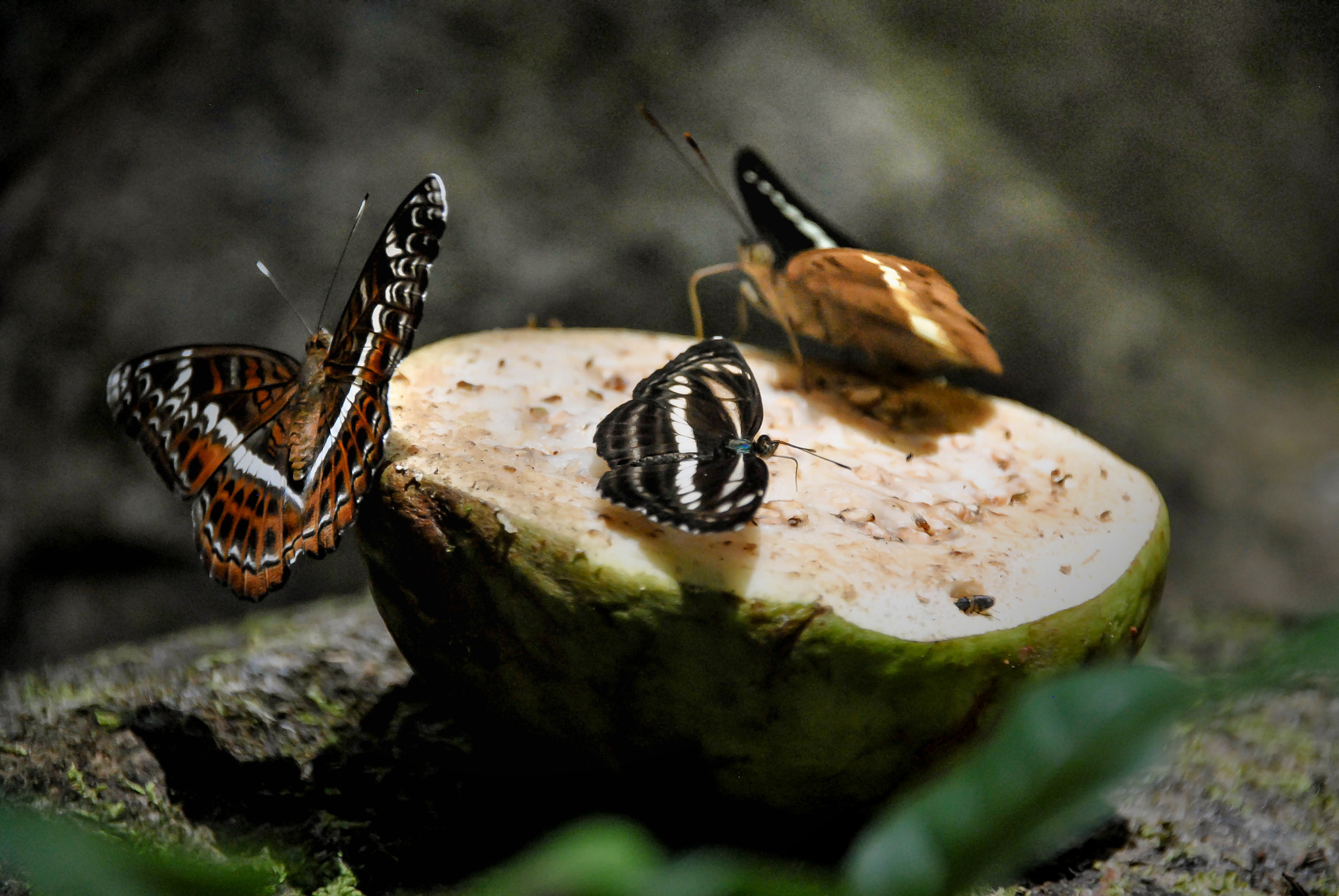 Sigma 18-250mm F3.5-6.3 DC Macro OS HSM sample photo. Butterfly photography