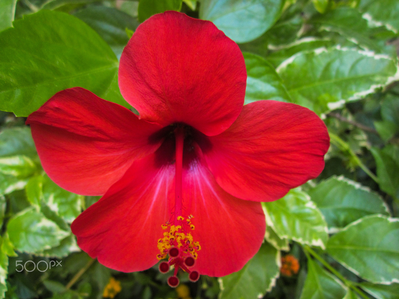 Canon PowerShot A1200 sample photo. Hibiscus beauty photography