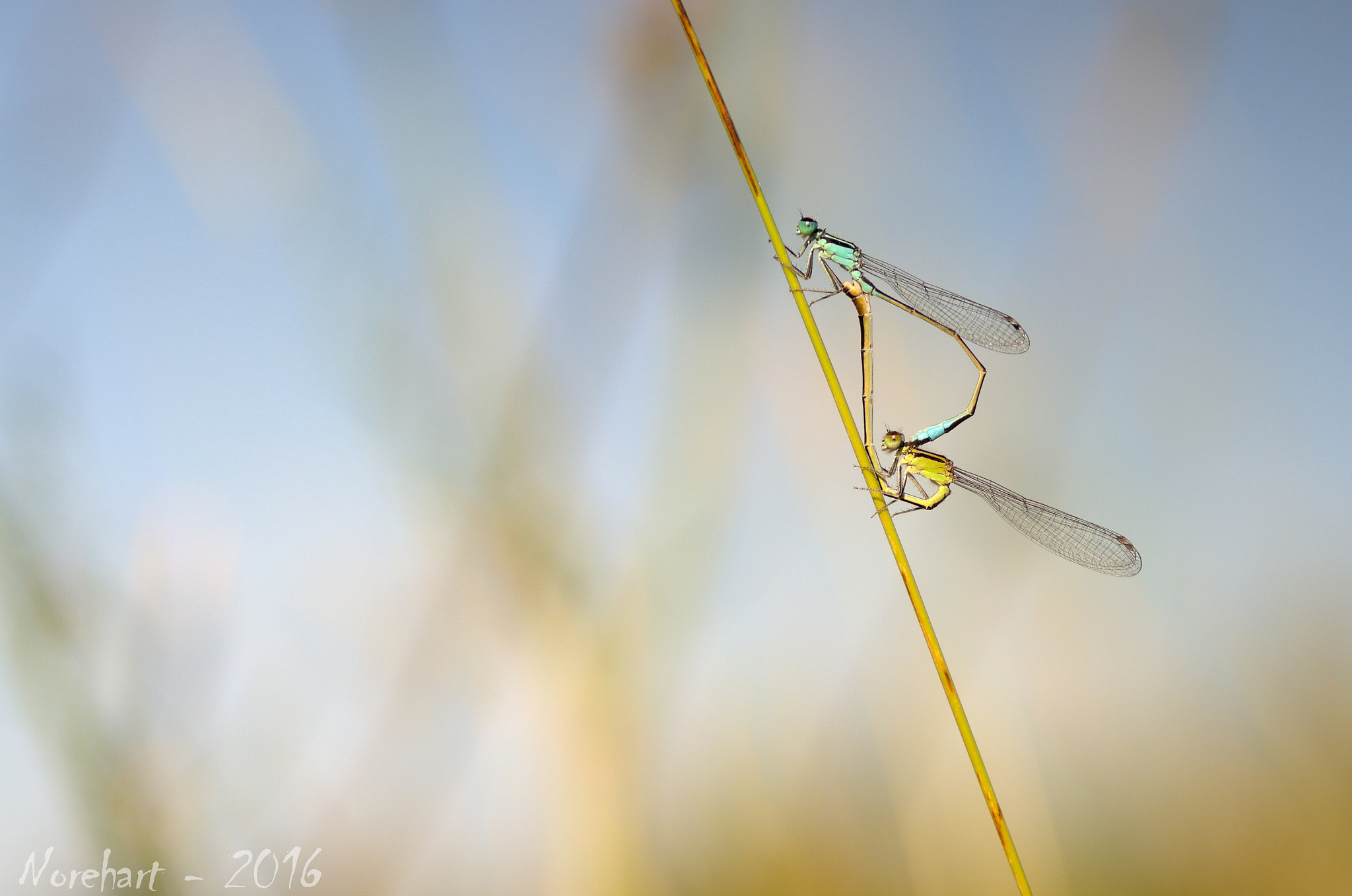 Tamron SP AF 90mm F2.8 Di Macro sample photo. Love is in the air! photography