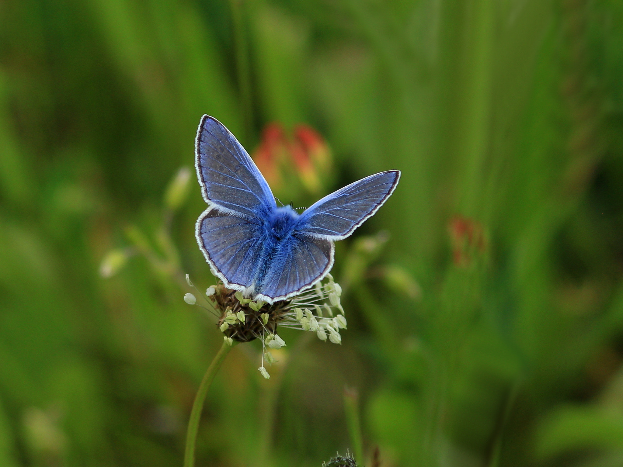 Canon EOS 60D + Canon EF 300mm F4L IS USM sample photo. 27545874826.jpg photography