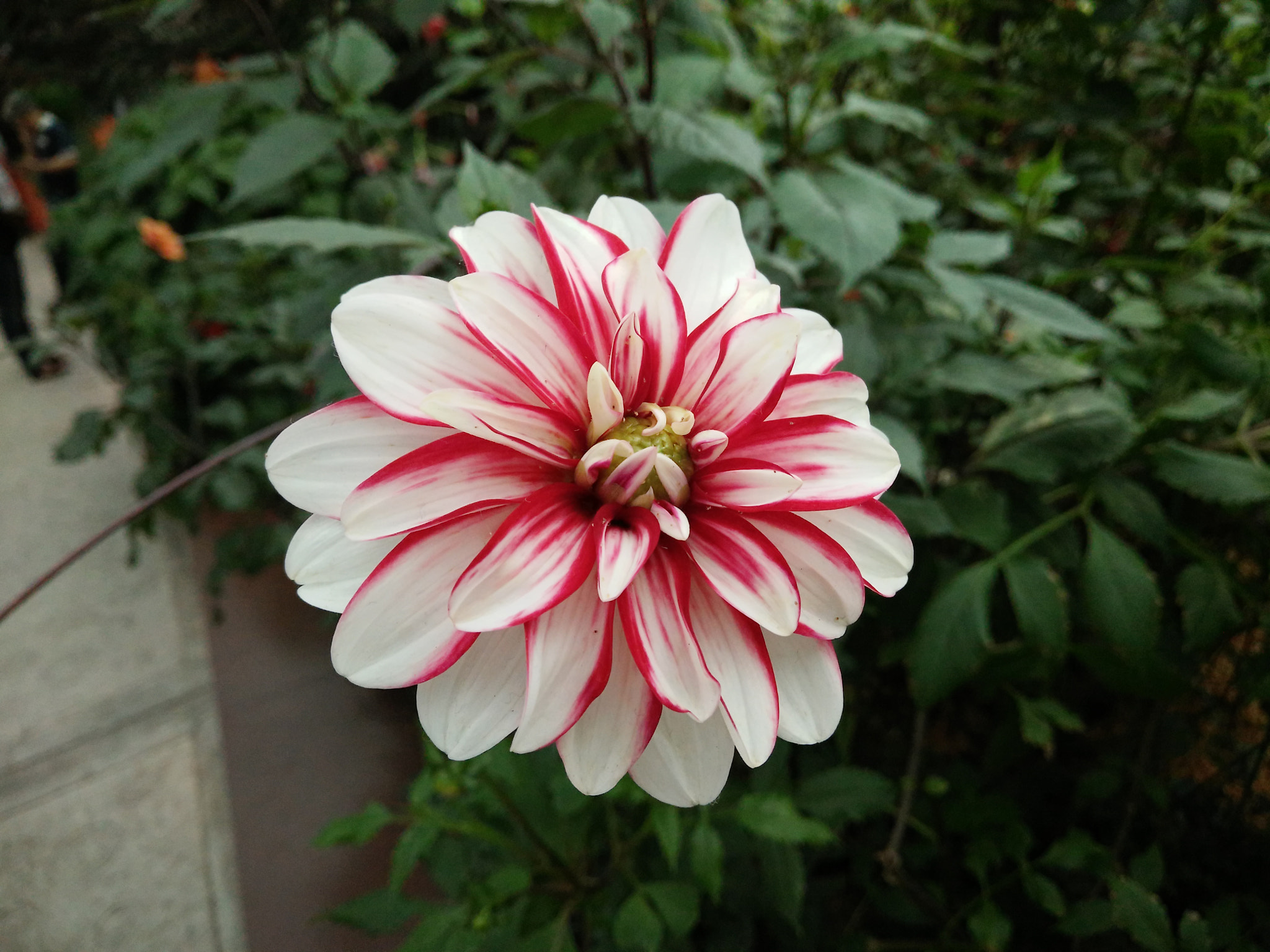 OPPO R7 Plusf sample photo. Santa claus dahlia. photography