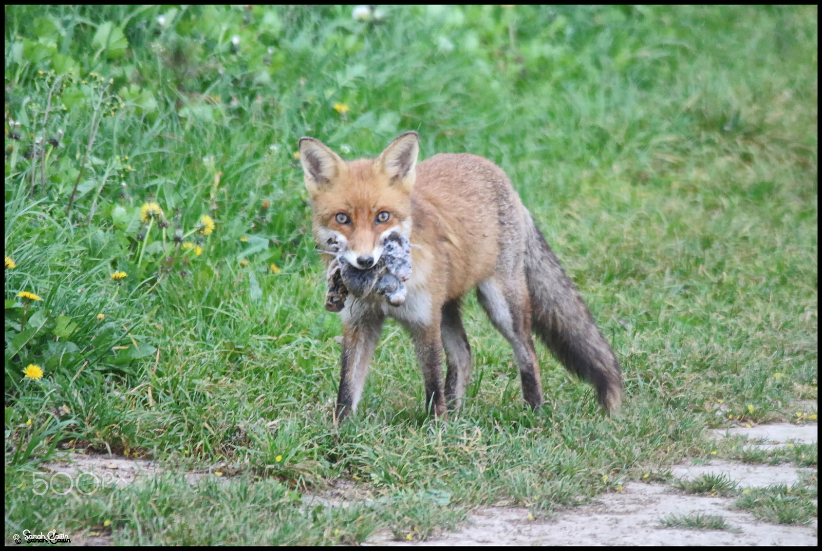 Canon EOS 700D (EOS Rebel T5i / EOS Kiss X7i) + Canon EF 100-300mm f/5.6 sample photo. Le renard et sa proie photography