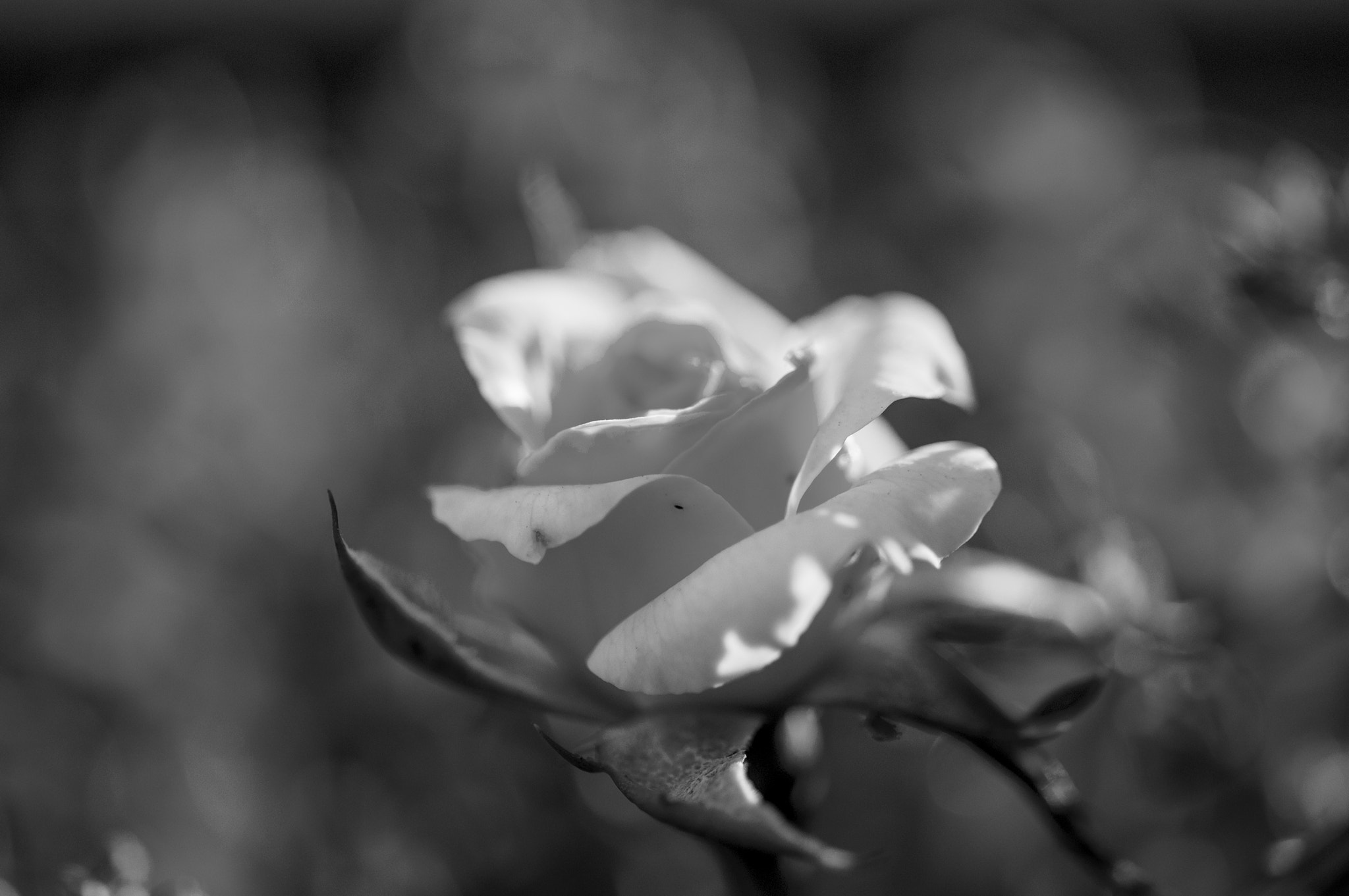 Sigma 105mm F2.8 EX DG OS HSM sample photo. B/n rosa photography