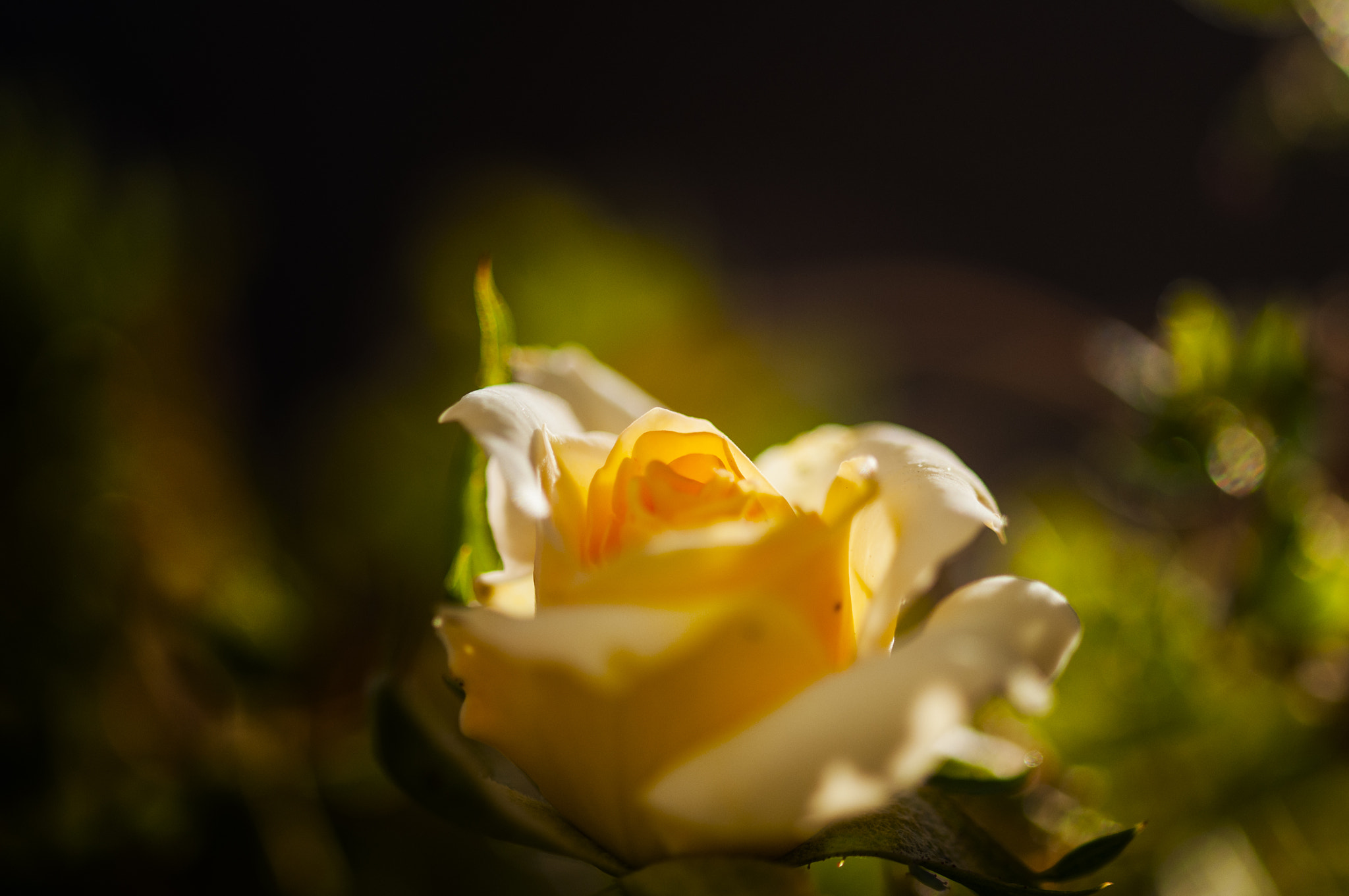 Sigma 105mm F2.8 EX DG OS HSM sample photo. Amarilla photography