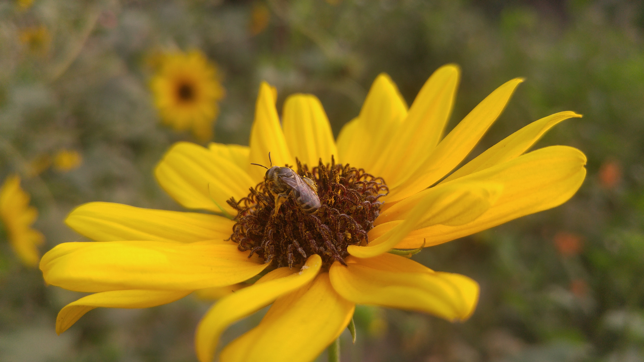 LG H818N sample photo. Sunflower nd a bee photography