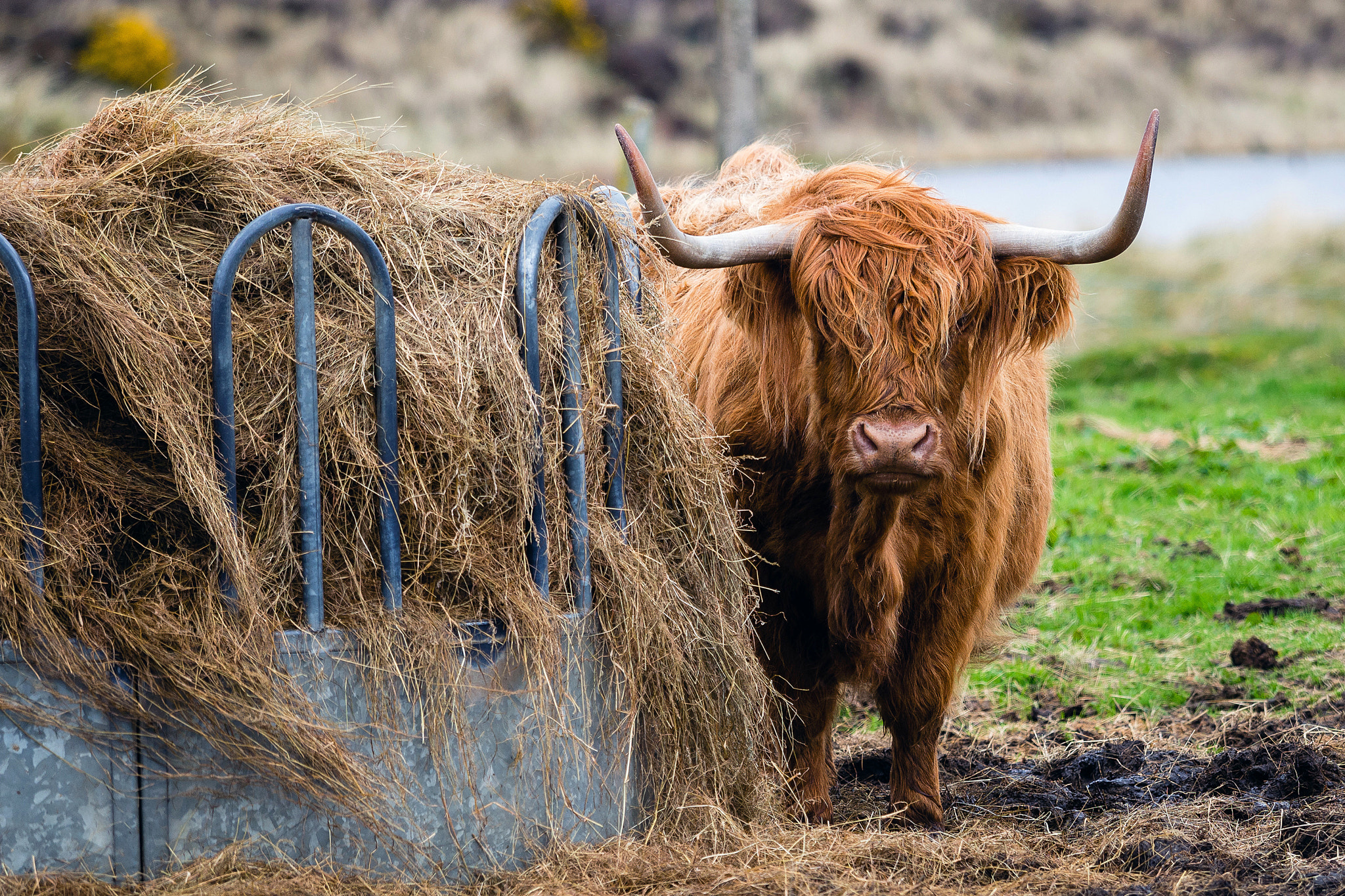 Olympus OM-D E-M5 + Olympus M.Zuiko Digital ED 40-150mm F2.8 Pro sample photo. Highlander (2015) | em527423.jpg photography