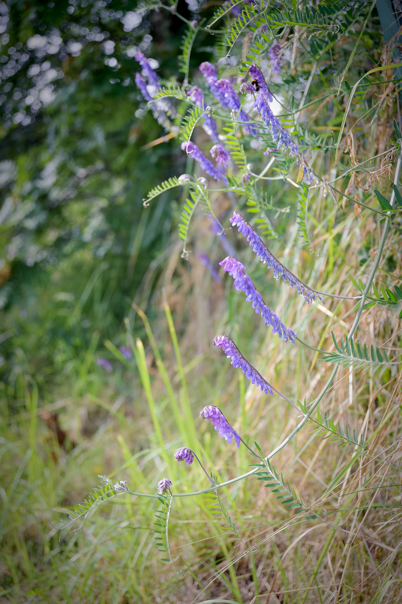 AF Zoom-Nikkor 28-80mm f/3.3-5.6G sample photo. . photography