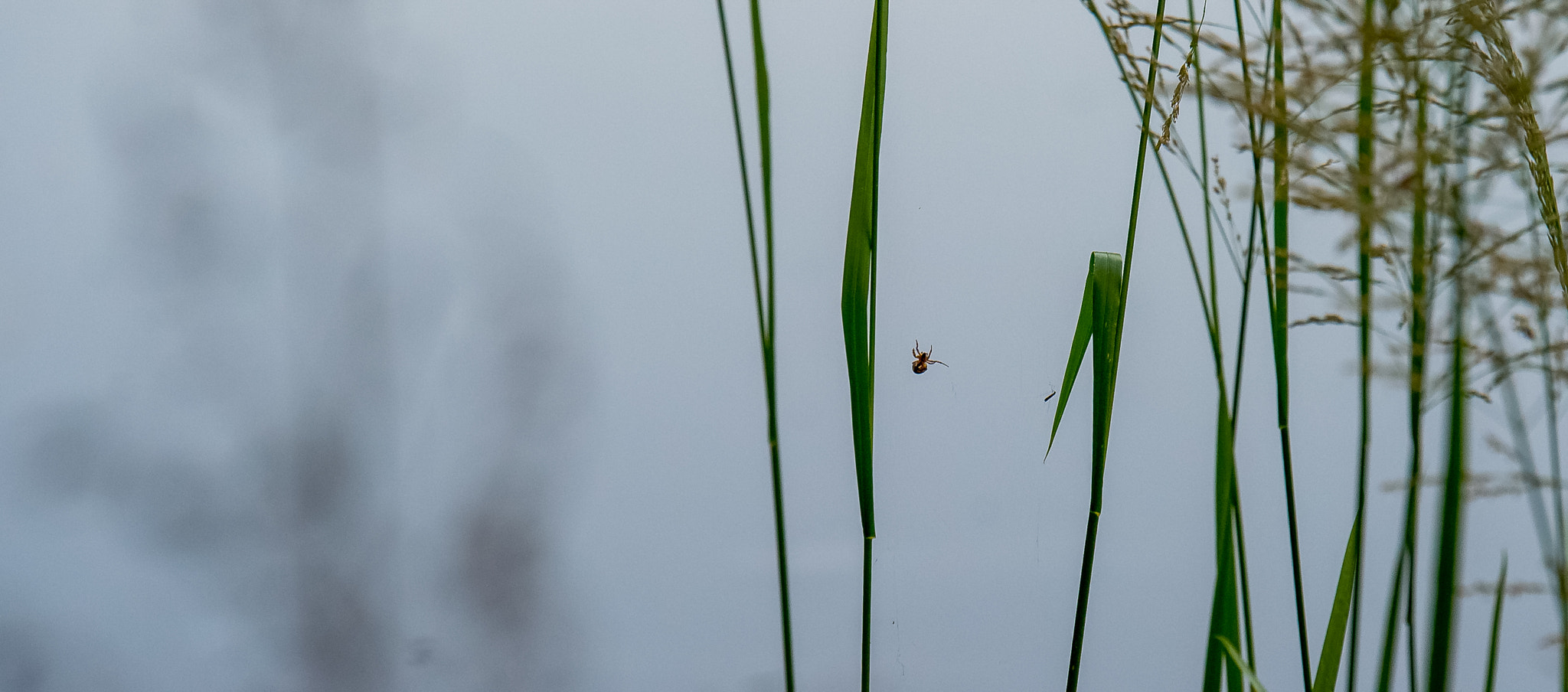 Tamron SP 70-200mm F2.8 Di VC USD sample photo. Summer lithuania photography