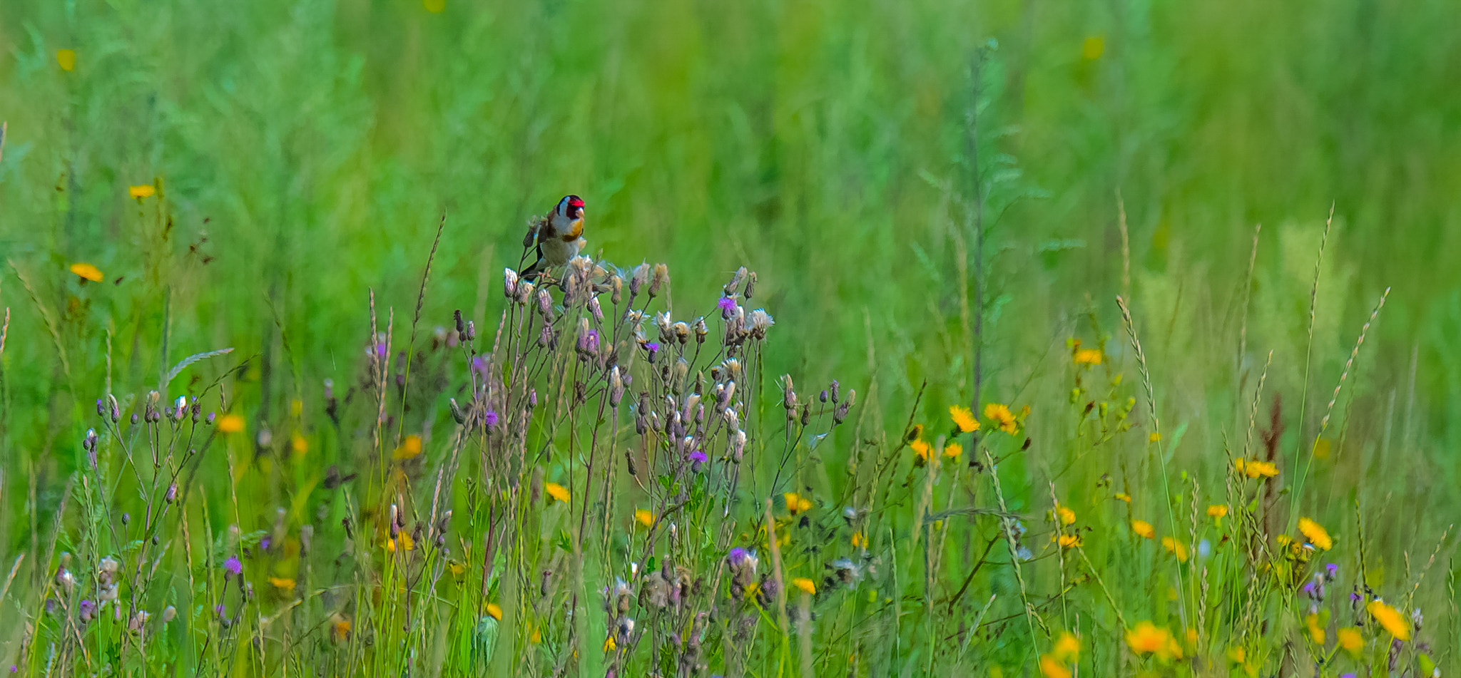 Tamron SP 70-200mm F2.8 Di VC USD sample photo. Summer lithuania photography