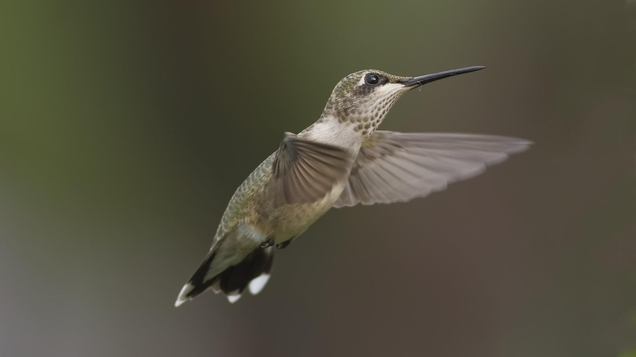 AF Zoom-Nikkor 35-105mm f/3.5-4.5D sample photo. Headed for the sky photography