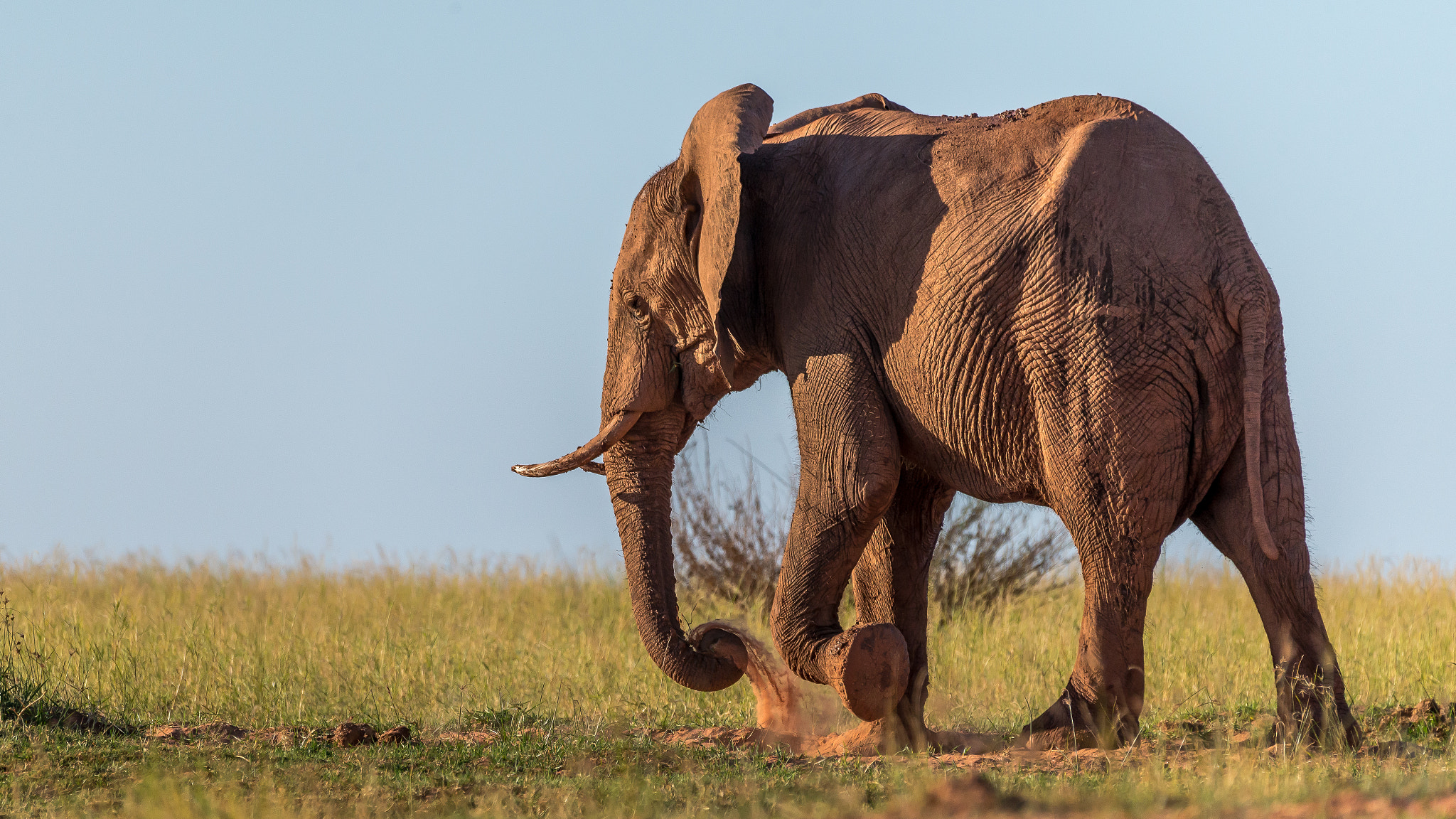 Sigma 150-600mm F5-6.3 DG OS HSM | S sample photo. Kariba elephant photography