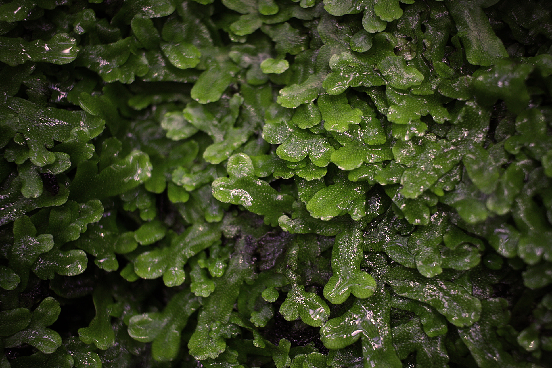 Canon EF-S 24mm F2.8 STM sample photo. Green leaves photography
