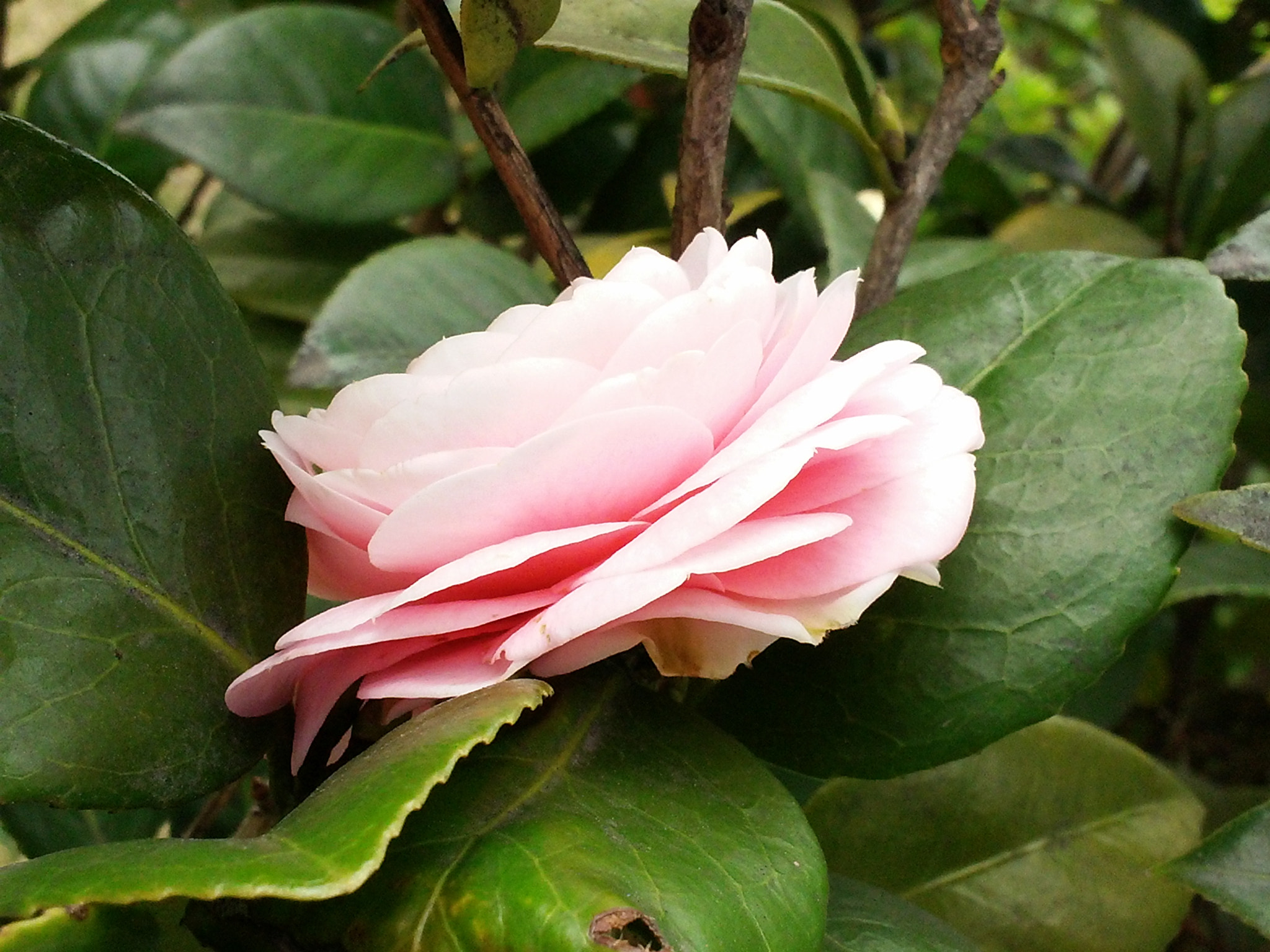 Samsung Galaxy Premier sample photo. 山茶(camellia) photography