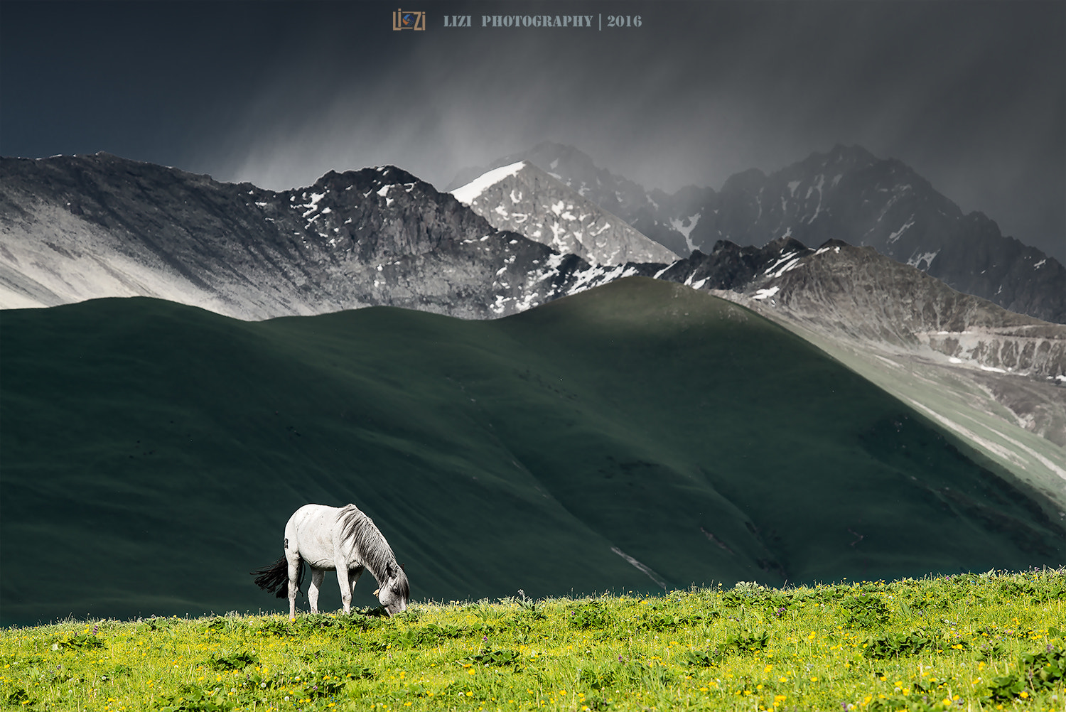 Nikon D800E sample photo. I am a lonely horse photography