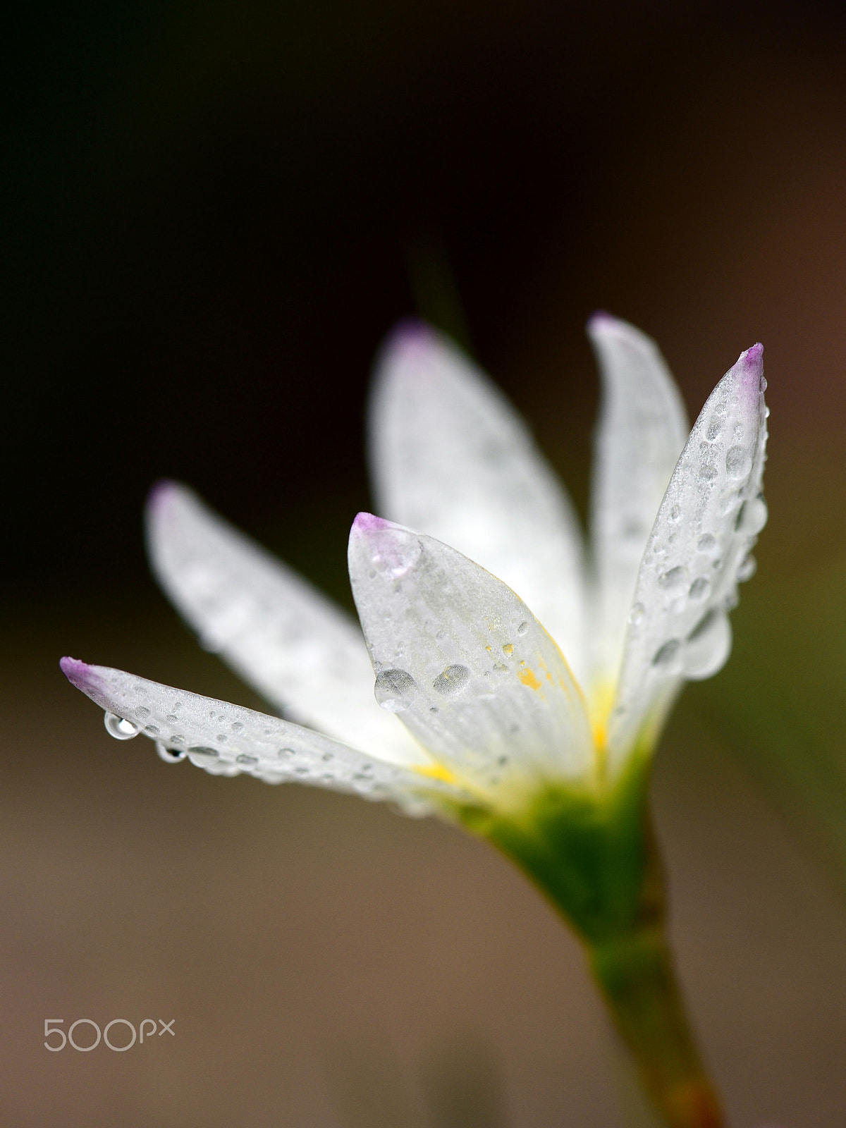 Nikon Df sample photo. A saffron after rain photography