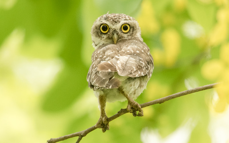 Nikon D5 sample photo. Spotted owlet.. photography