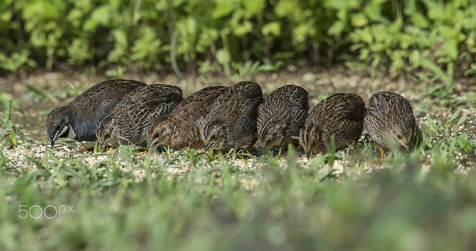 Nikon AF-S Nikkor 400mm F2.8G ED VR II sample photo. King quail family photography