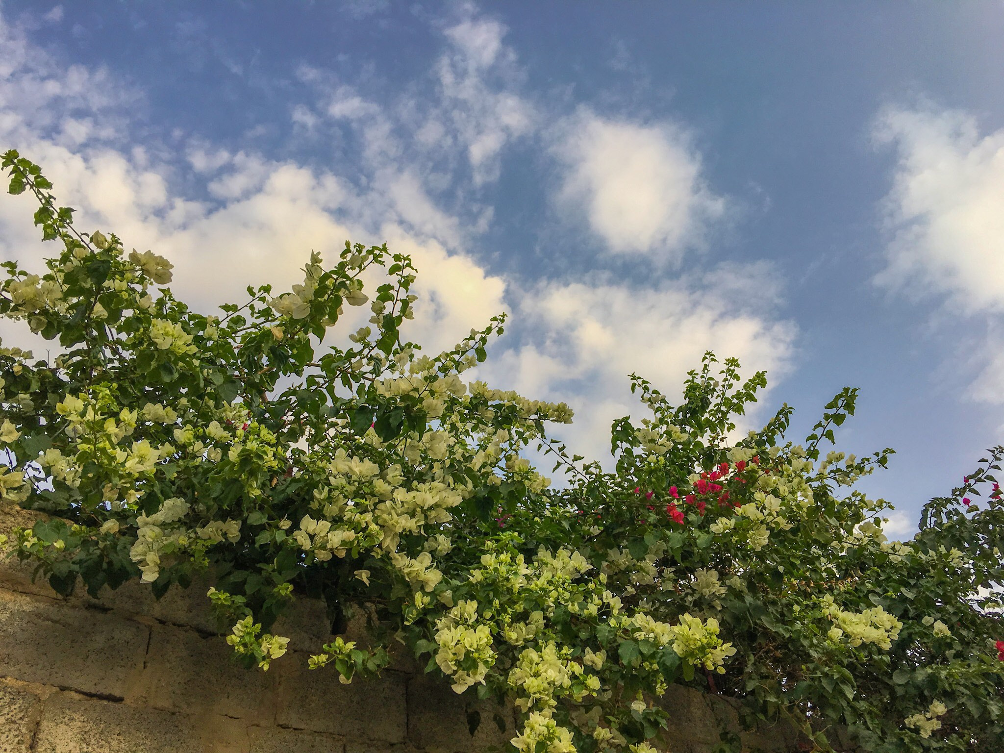 Apple iPhone8,2 sample photo. Garden photography