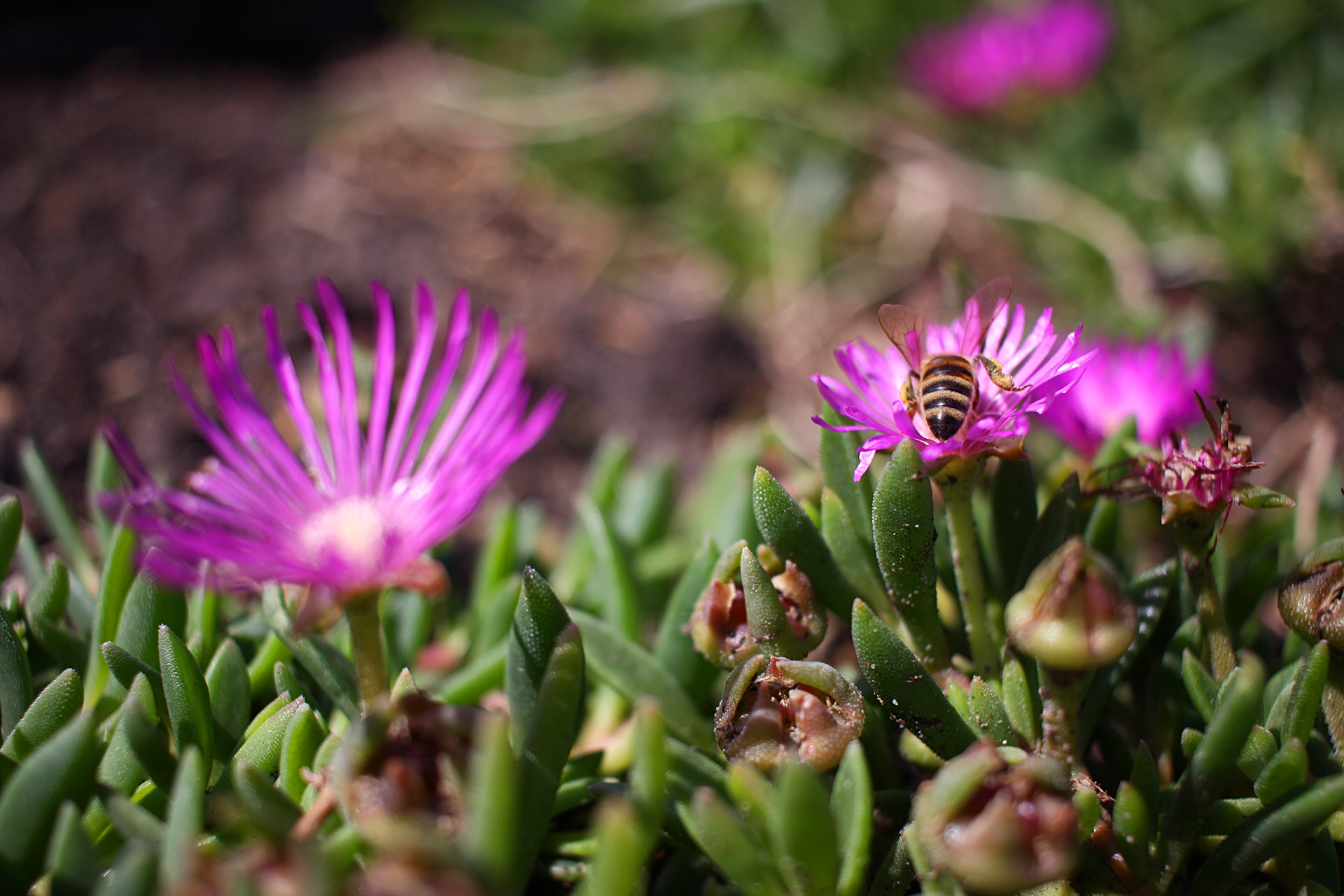 Canon EF-S 24mm F2.8 STM sample photo. Bouquet photography