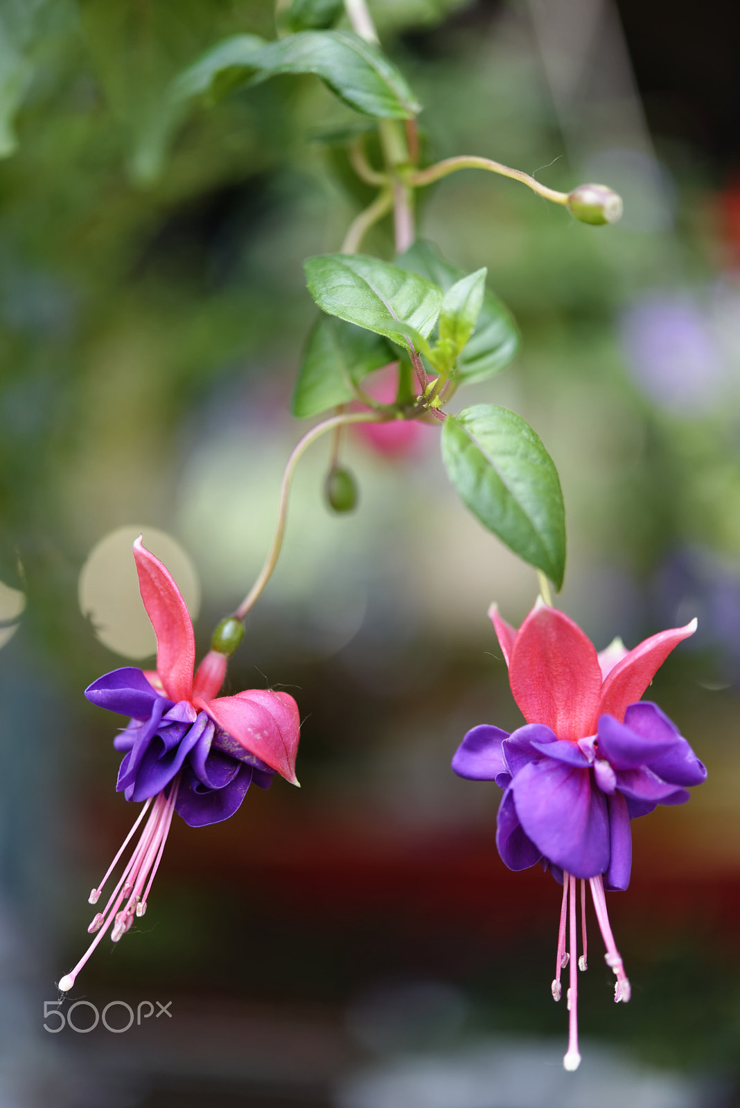 Nikon AF-S Micro-Nikkor 60mm F2.8G ED sample photo. Untitled photography