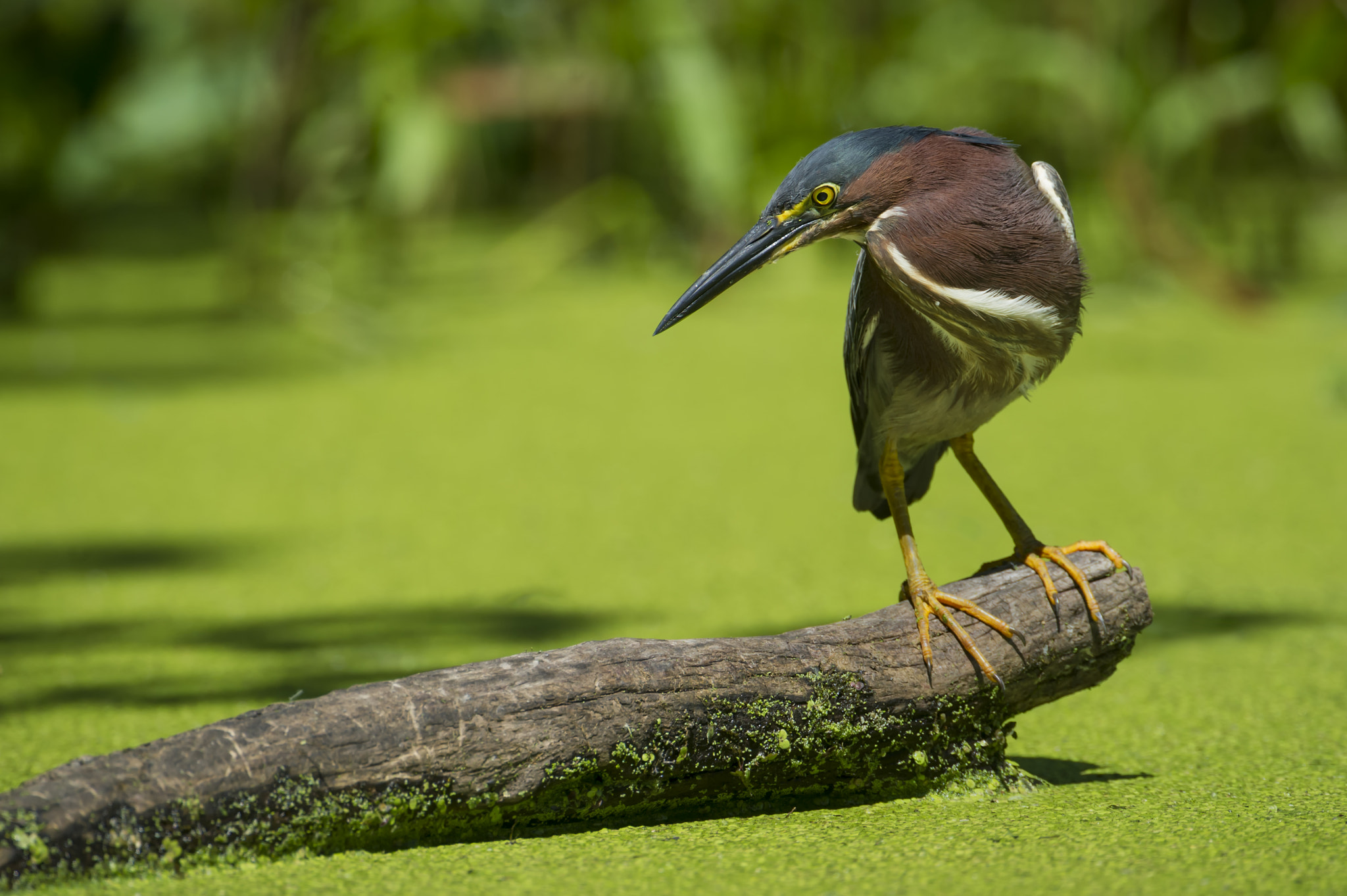 Nikon D3S + Nikon AF-S Nikkor 600mm F4G ED VR sample photo. Over where?... photography