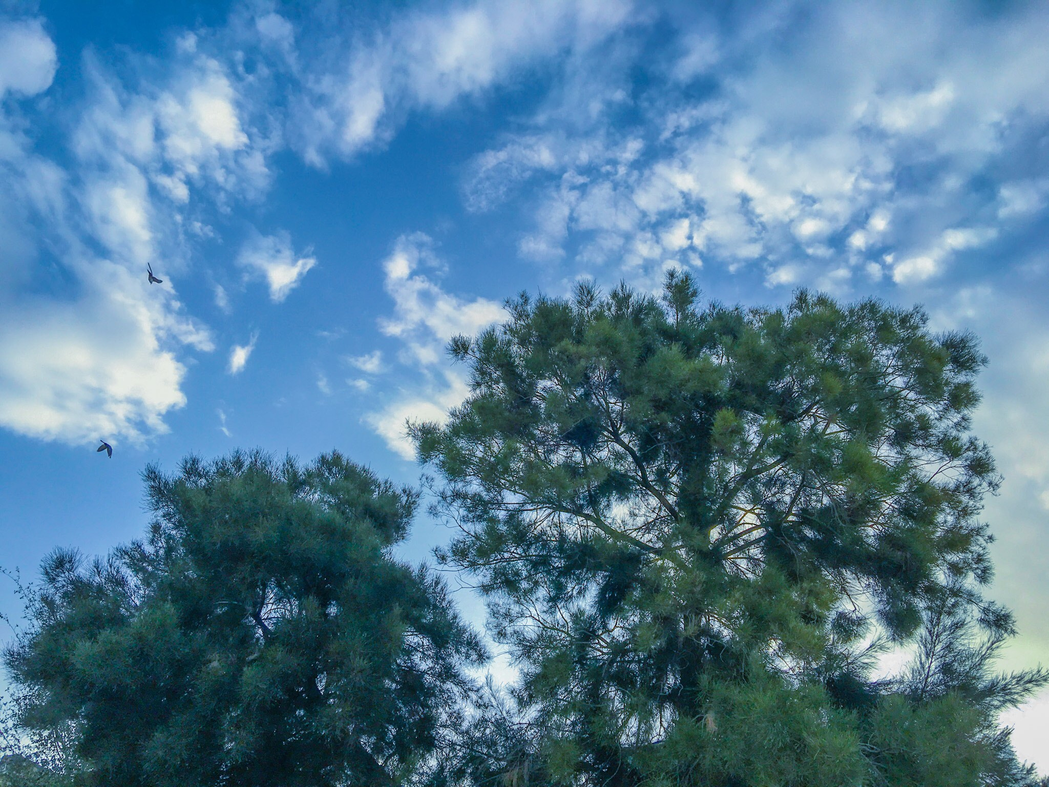 Apple iPhone8,2 sample photo. Birds over sky photography