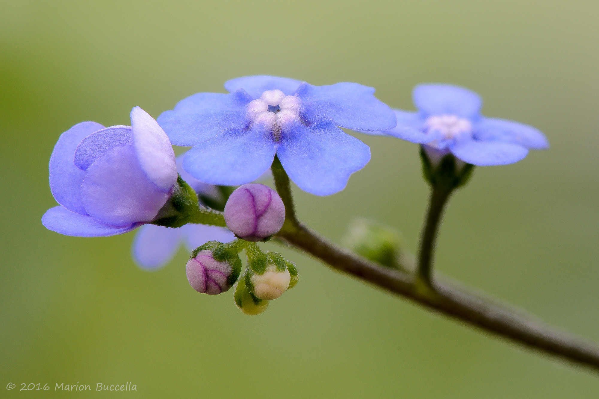 Nikon D7000 + Nikon AF-S DX Micro-Nikkor 85mm F3.5G ED VR sample photo. Tiny forget me not photography