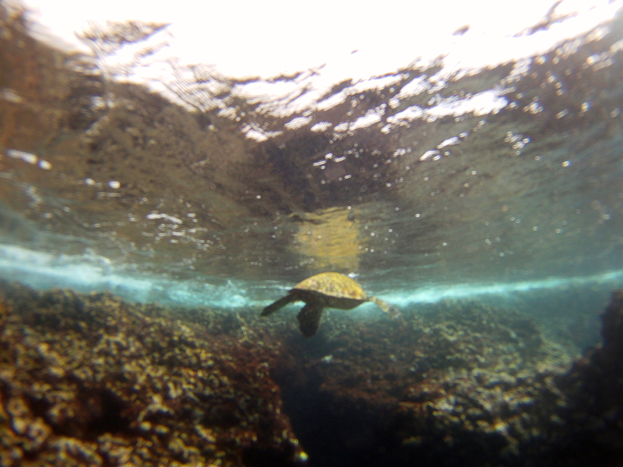 GoPro YHDC5170 sample photo. Swimaway photography