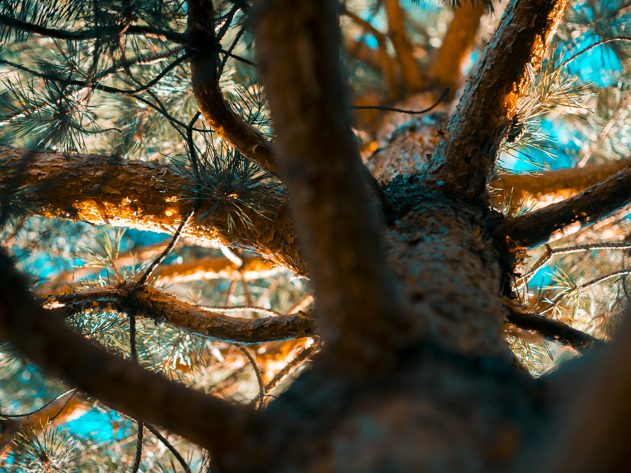 Panasonic Lumix DMC-GH4 + Olympus M.Zuiko Digital 45mm F1.8 sample photo. The place beyond the pines photography