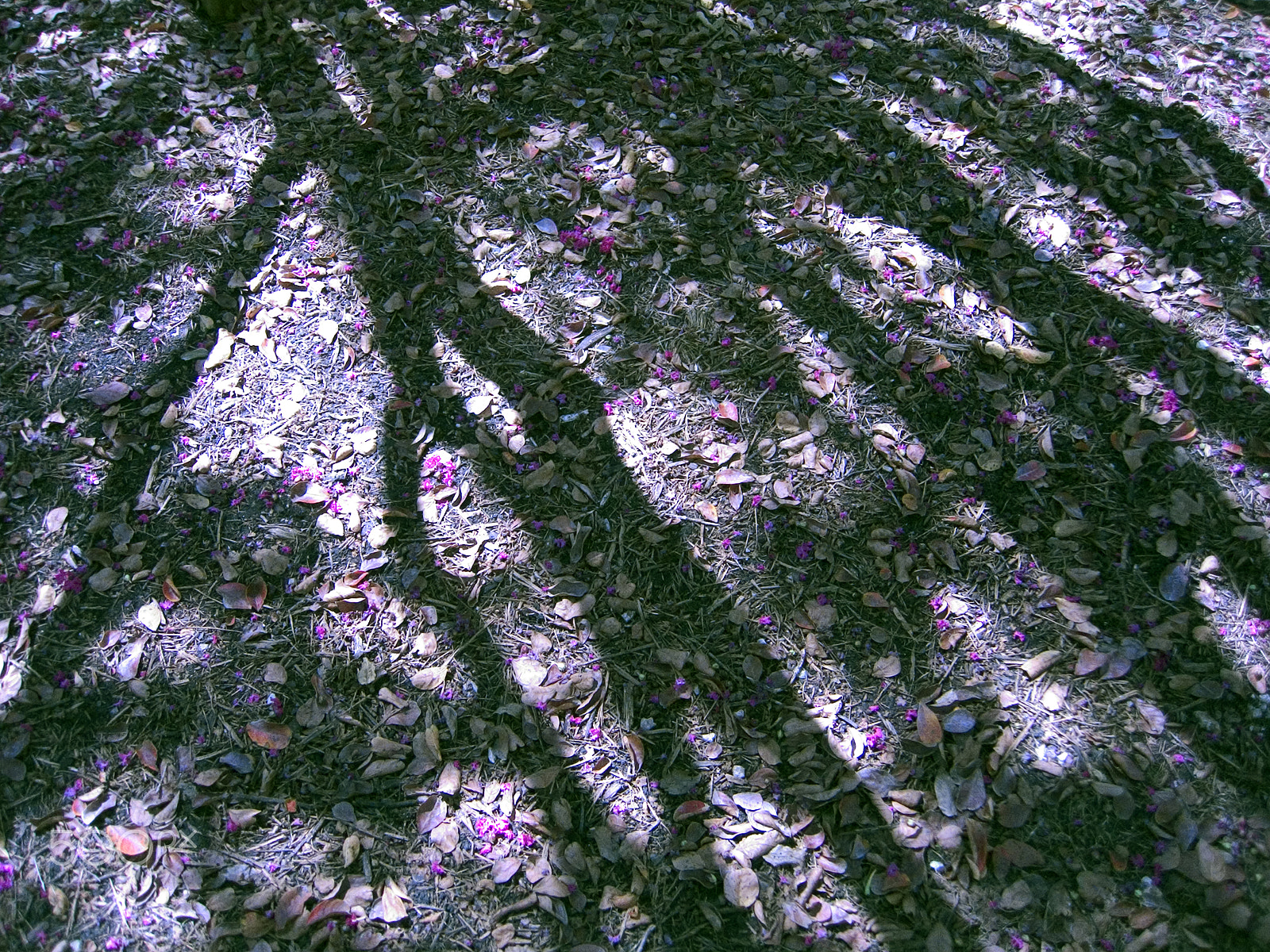 Canon POWERSHOT S50 sample photo. Crape myrtle shadows 2005 photography