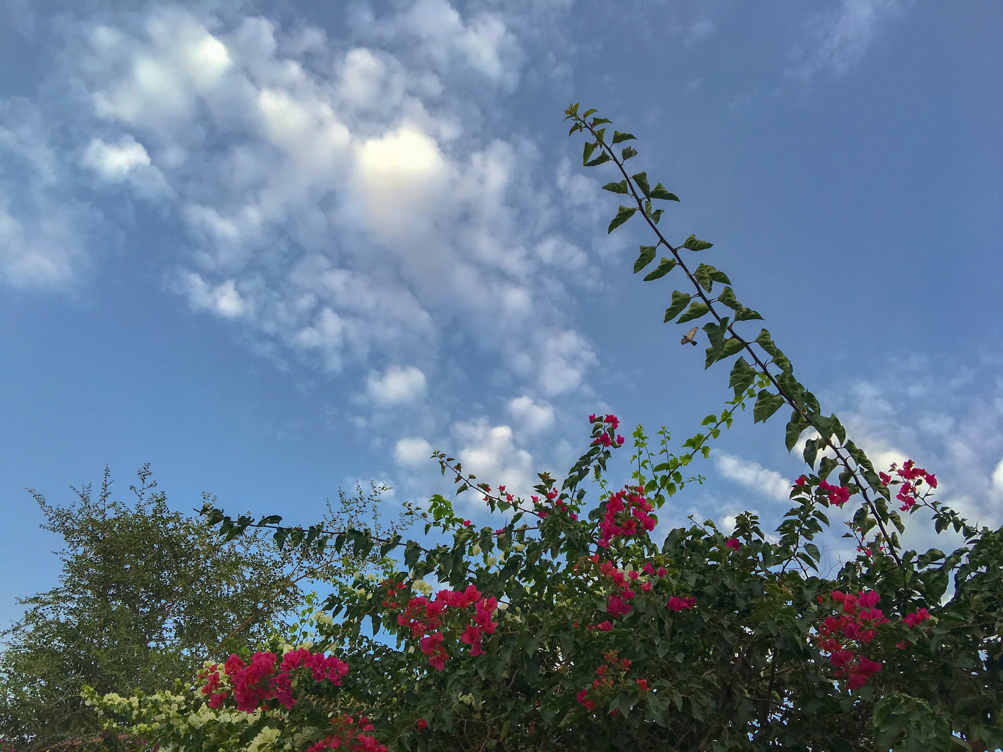Apple iPhone8,2 sample photo. Garden branch  photography