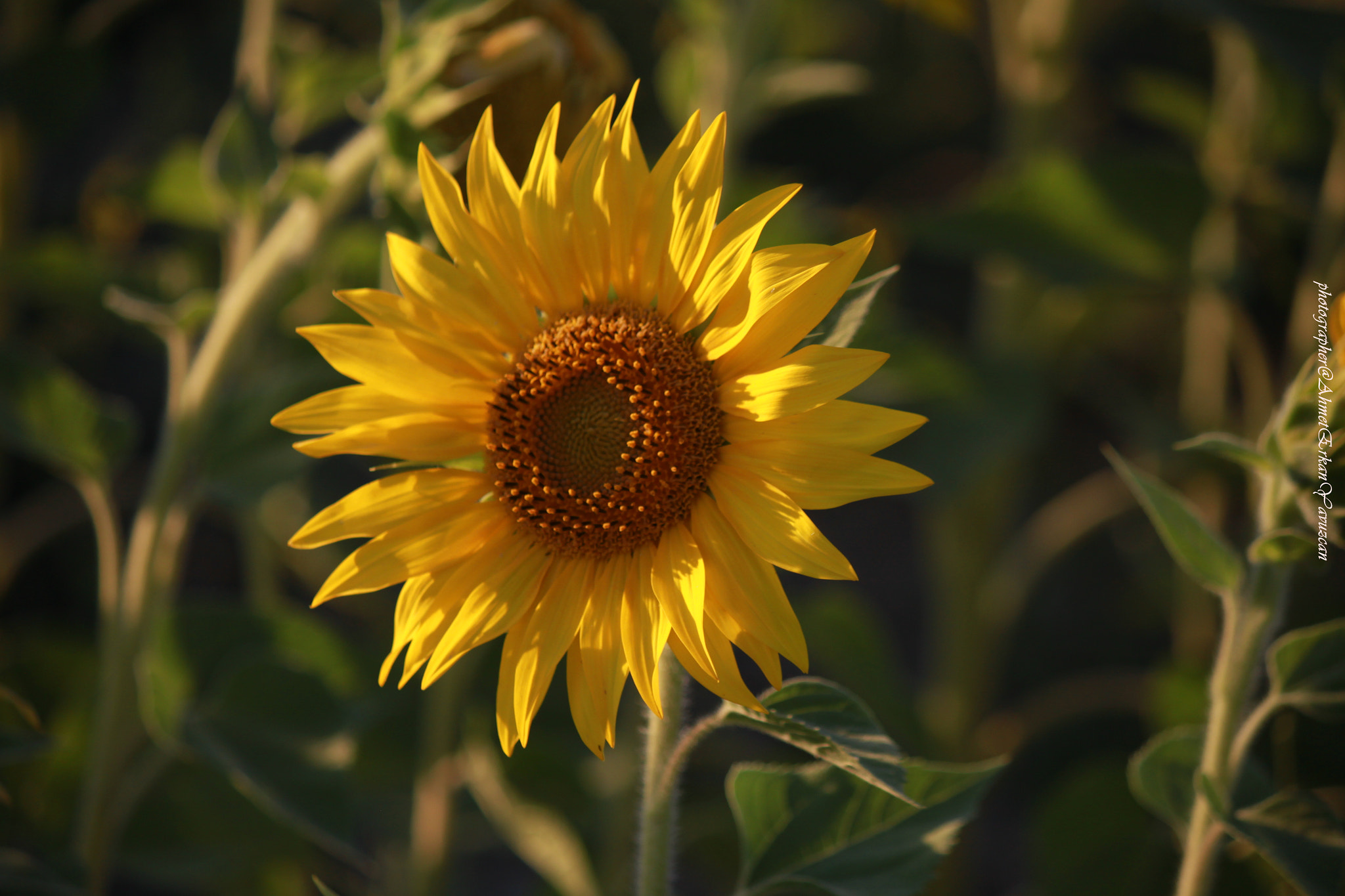 Canon EOS 500D (EOS Rebel T1i / EOS Kiss X3) sample photo. Flower photography