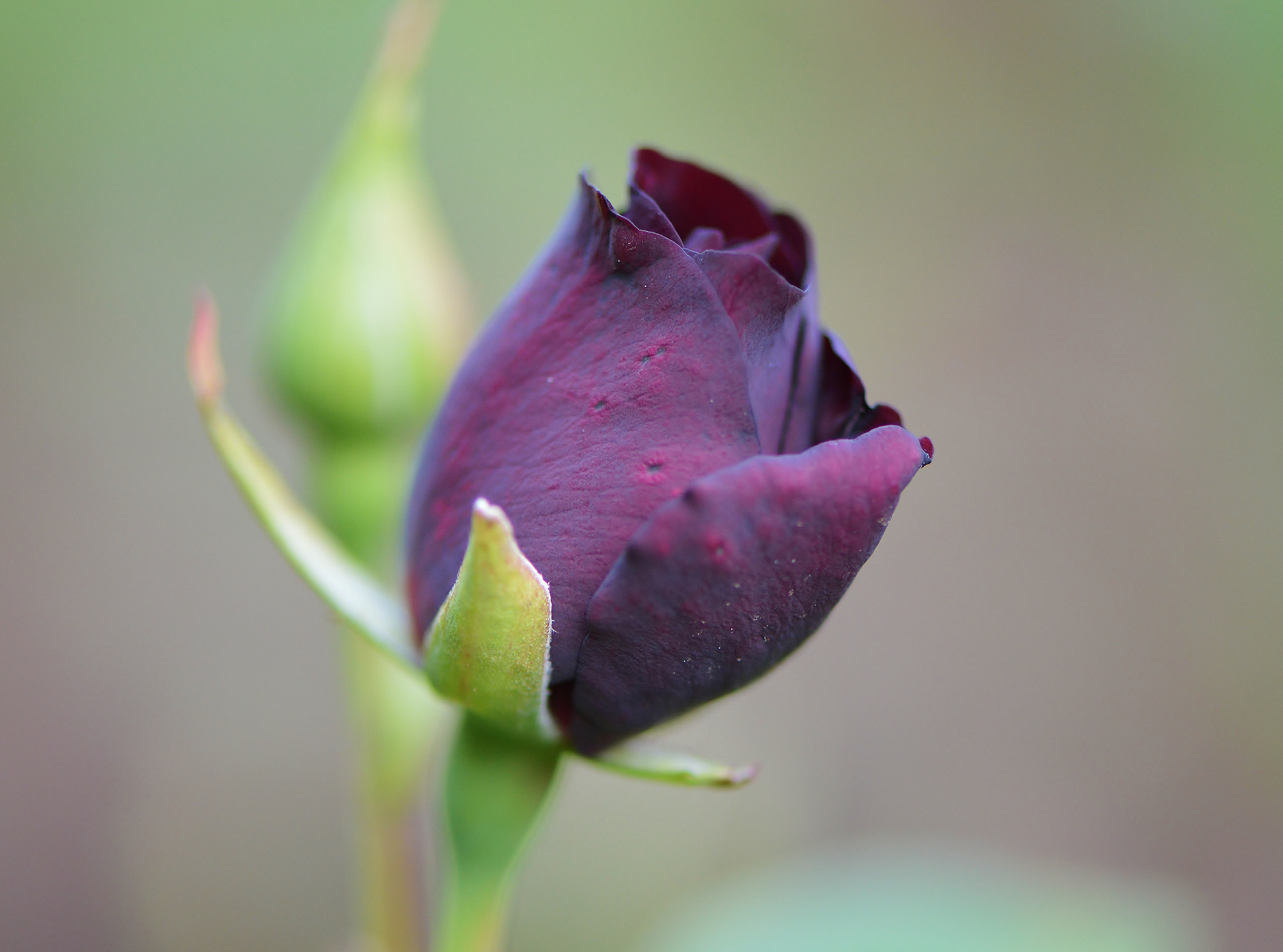 Nikon AF-S Micro-Nikkor 105mm F2.8G IF-ED VR sample photo. 9569 photography