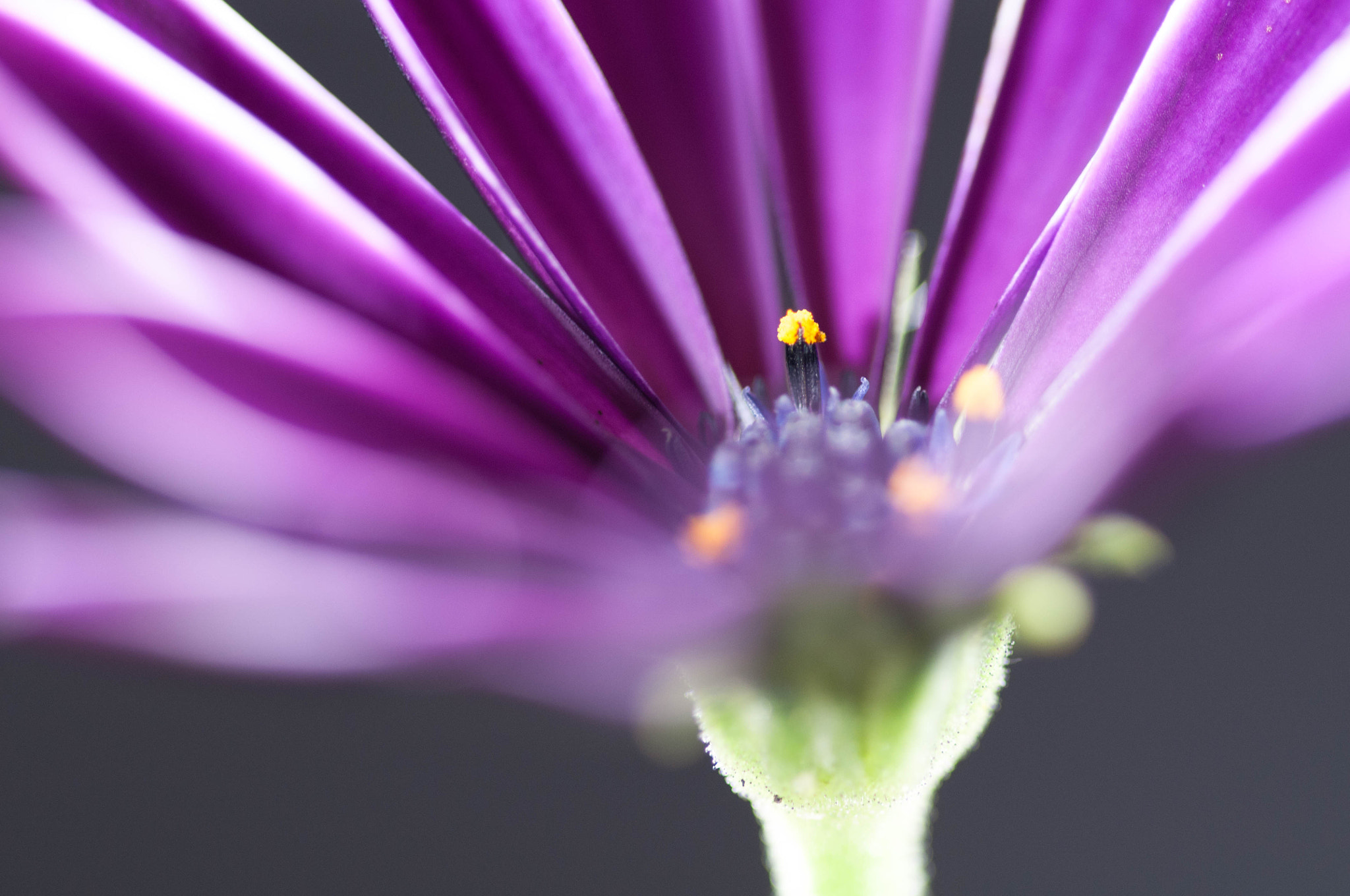 Sigma 105mm F2.8 EX DG OS HSM sample photo. Purple flower photography