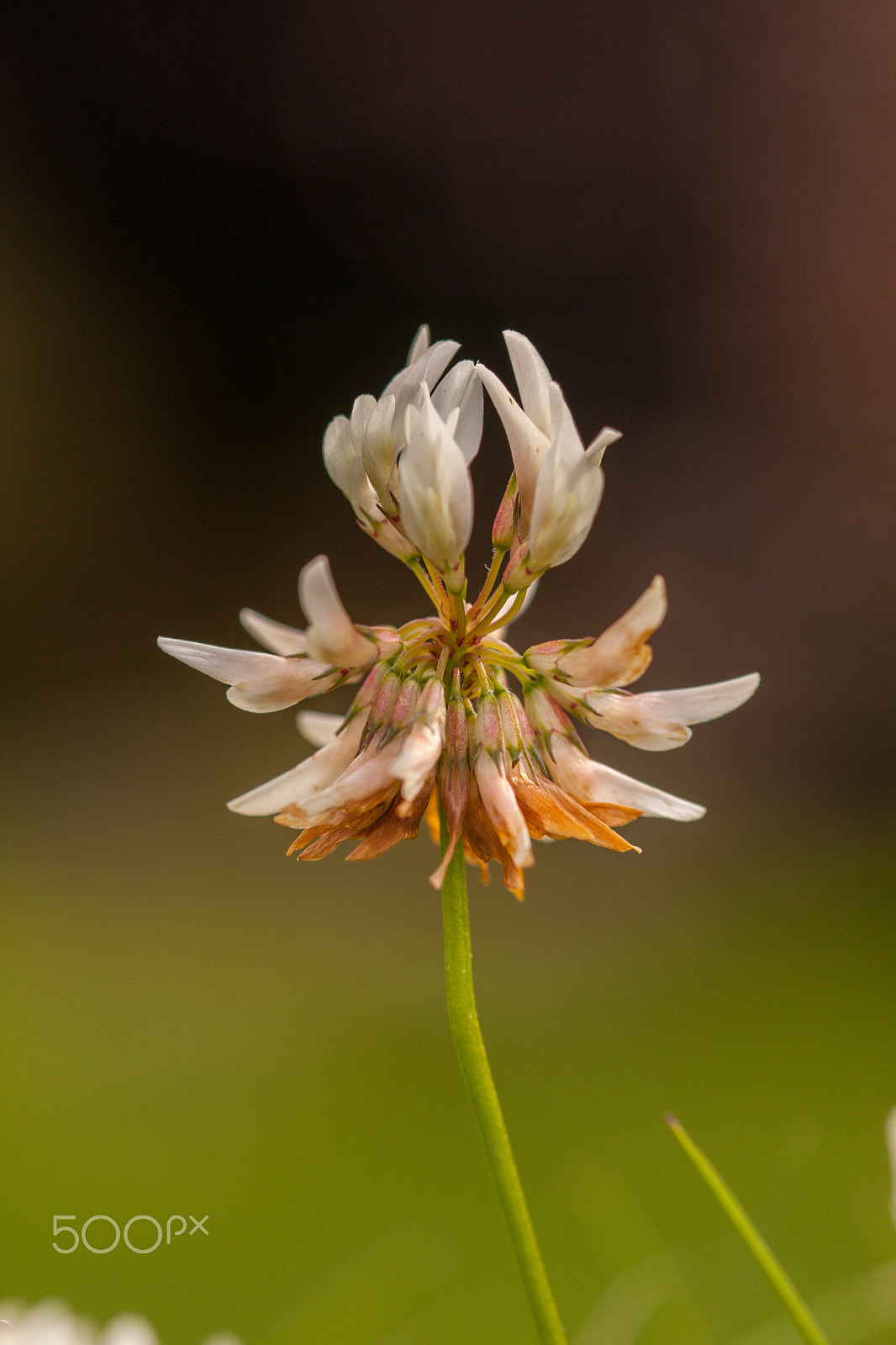 Sigma 105mm F2.8 EX DG OS HSM sample photo. Clover photography