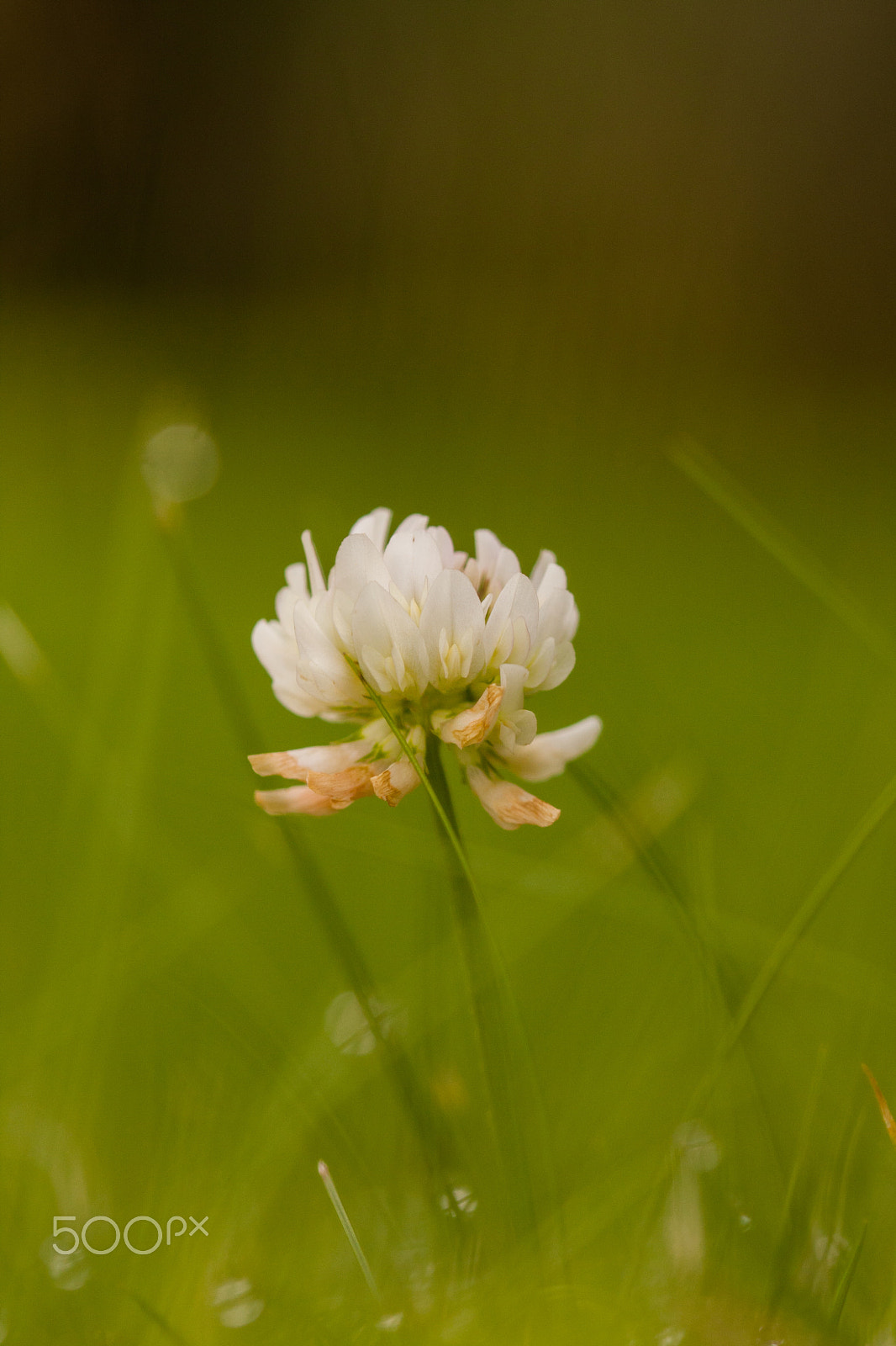 Sigma 105mm F2.8 EX DG OS HSM sample photo. Clover photography