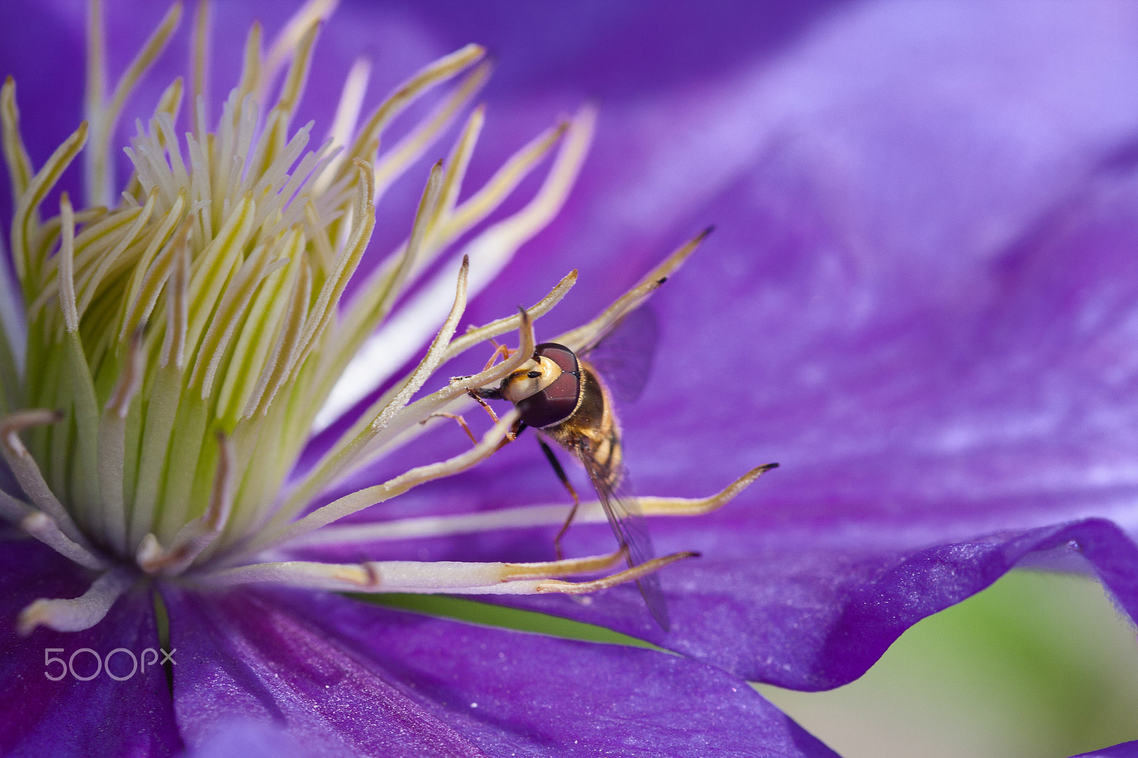 Sigma 105mm F2.8 EX DG OS HSM sample photo. Hover fly on clematis photography