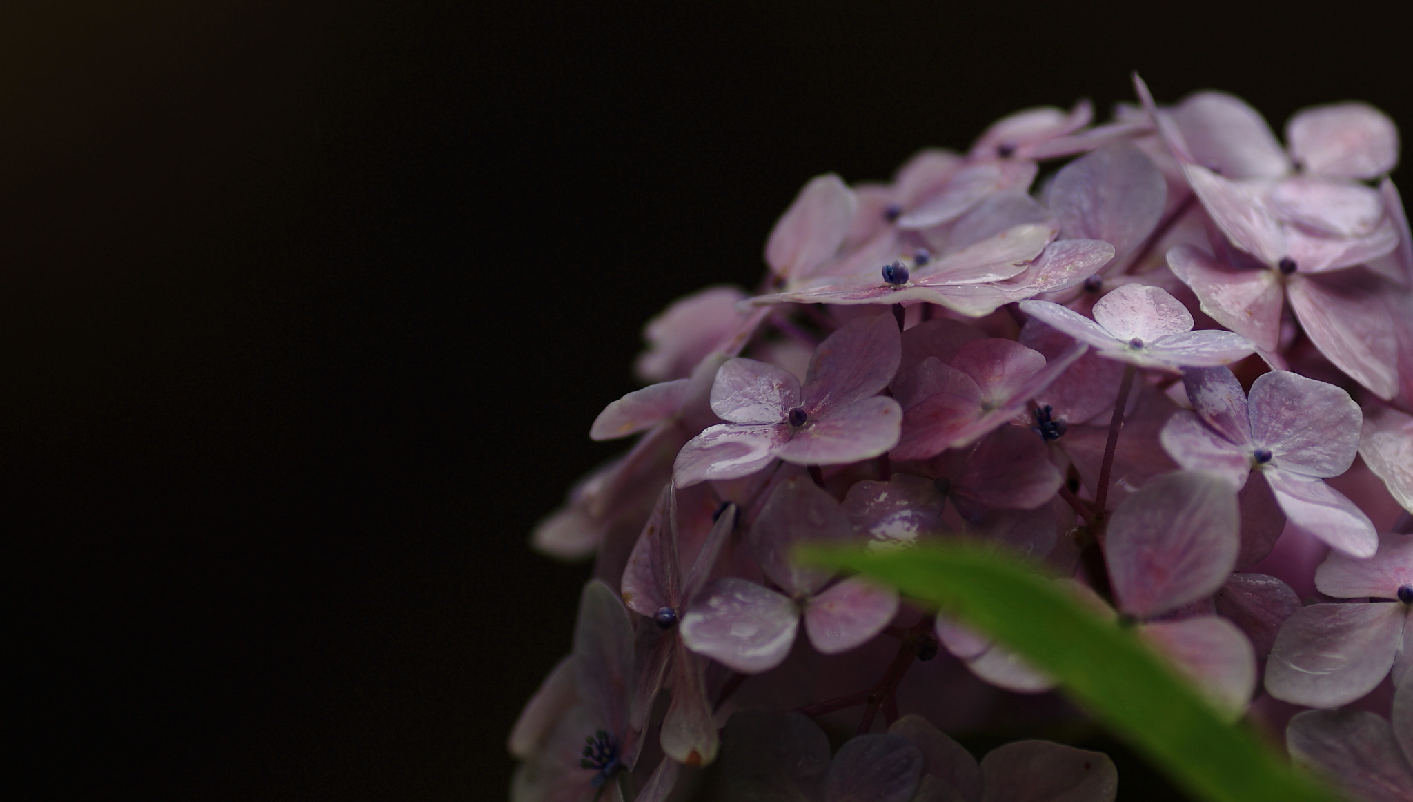 Canon EF 135mm F2L USM sample photo. Does hydrangea cry? photography