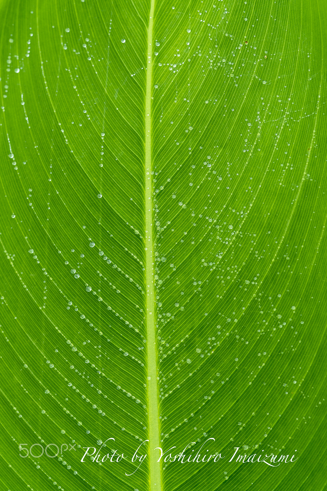 Minolta AF 100mm F2.8 Macro [New] sample photo. Rainy(_dsc3552.jpg) photography
