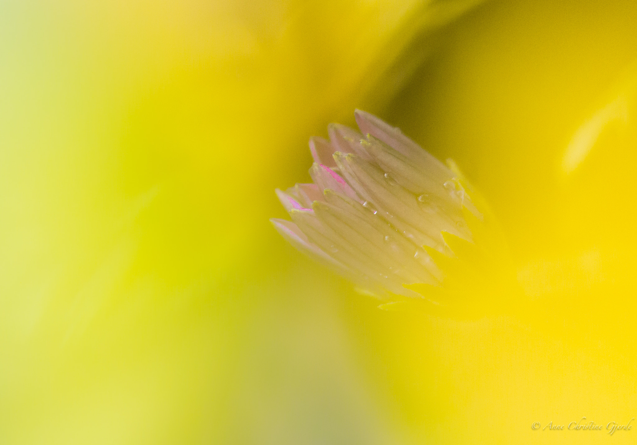 Sigma 105mm F2.8 EX DG Macro sample photo. Hidden flower photography