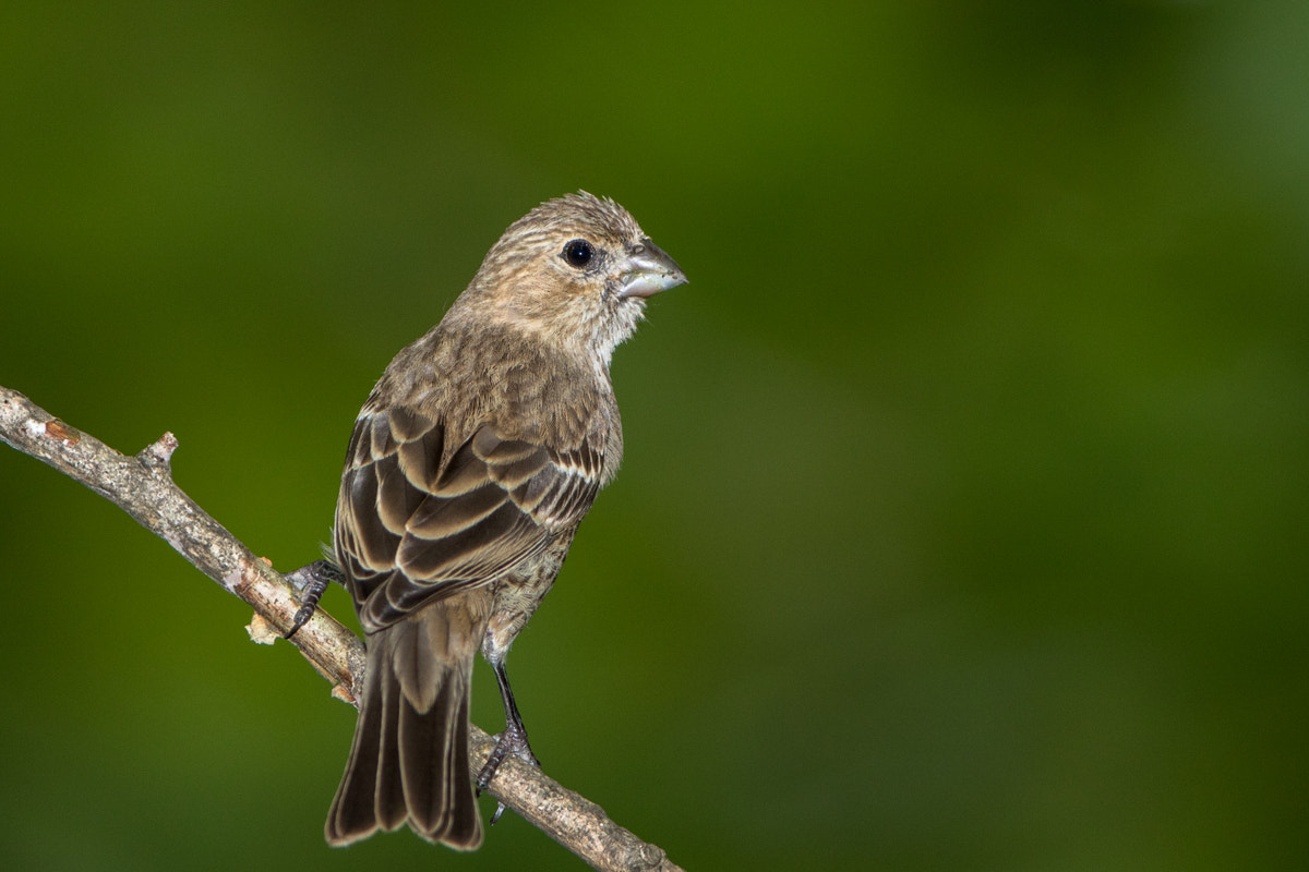 Canon EF 200-400mm F4L IS USM Extender 1.4x sample photo. House finch photography