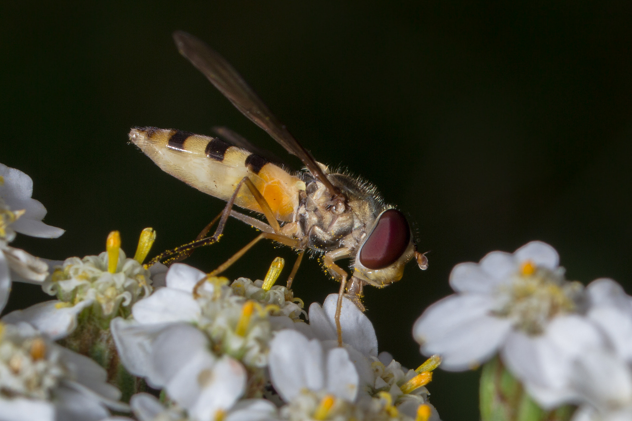 Canon EF 35-70mm f/3.5-4.5A sample photo. Macro photography