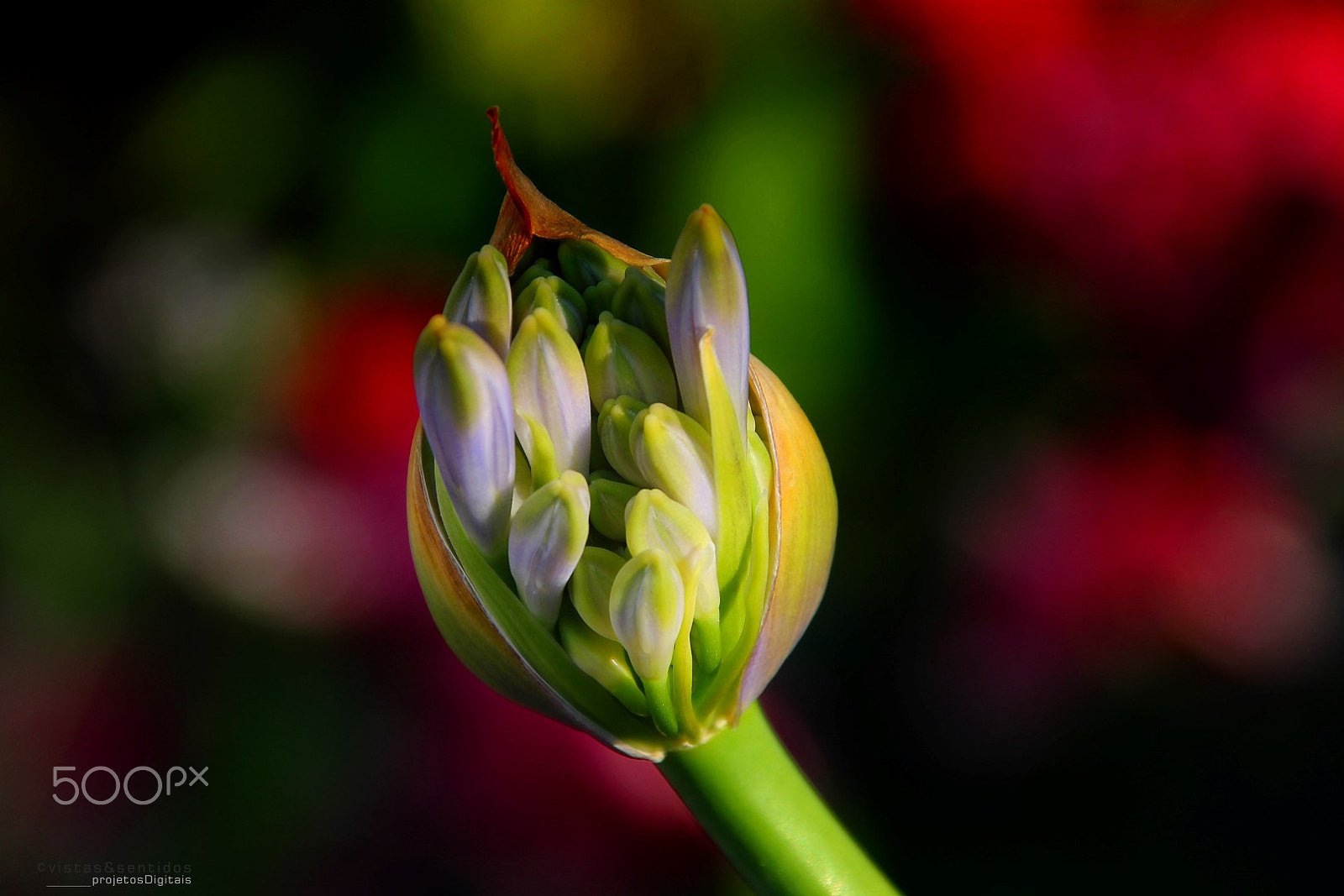 Canon EOS 1100D (EOS Rebel T3 / EOS Kiss X50) + Canon TS-E 90mm F2.8 Tilt-Shift sample photo. #41 photography
